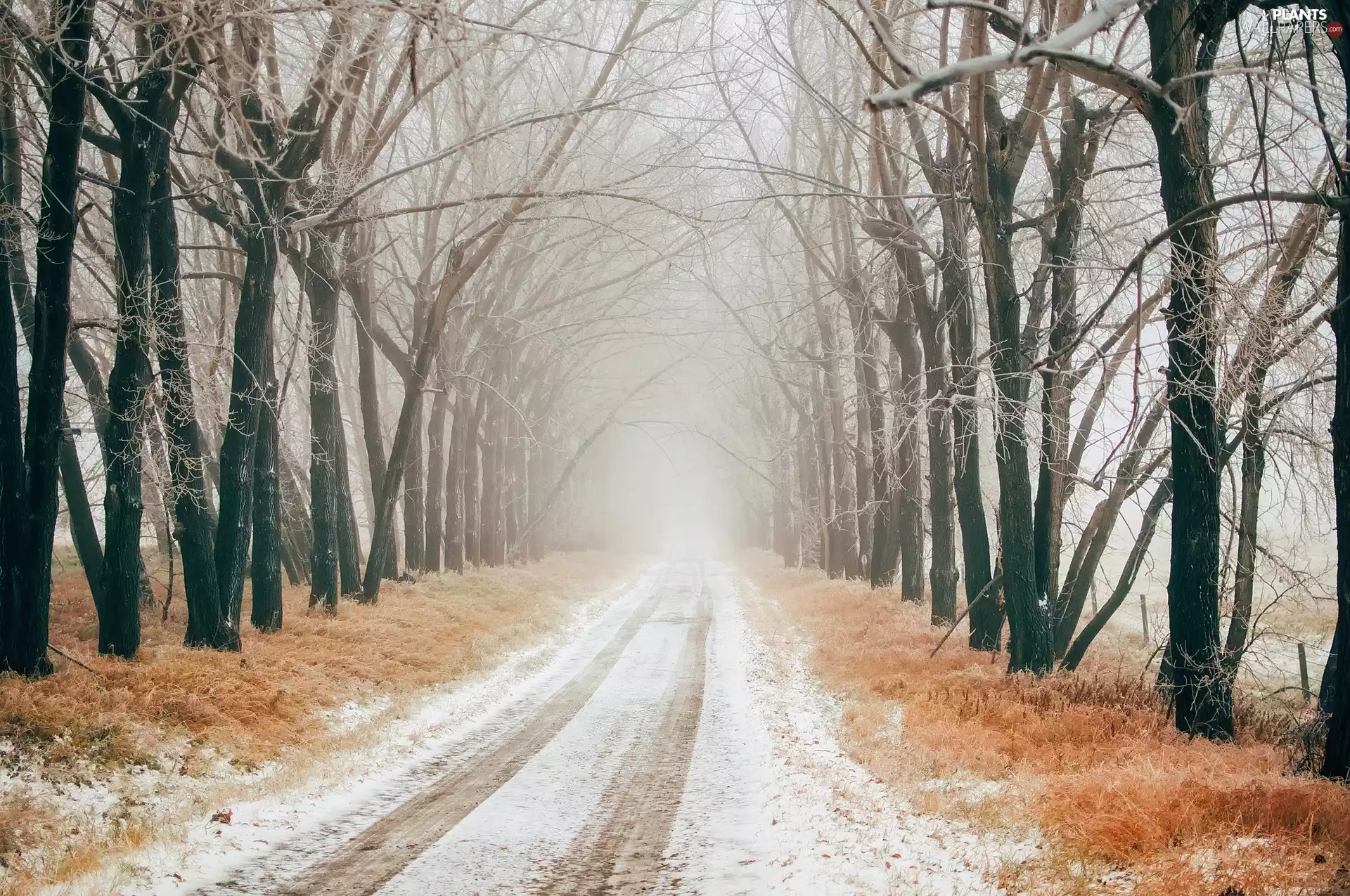 trees, viewes, Way, Fog, winter