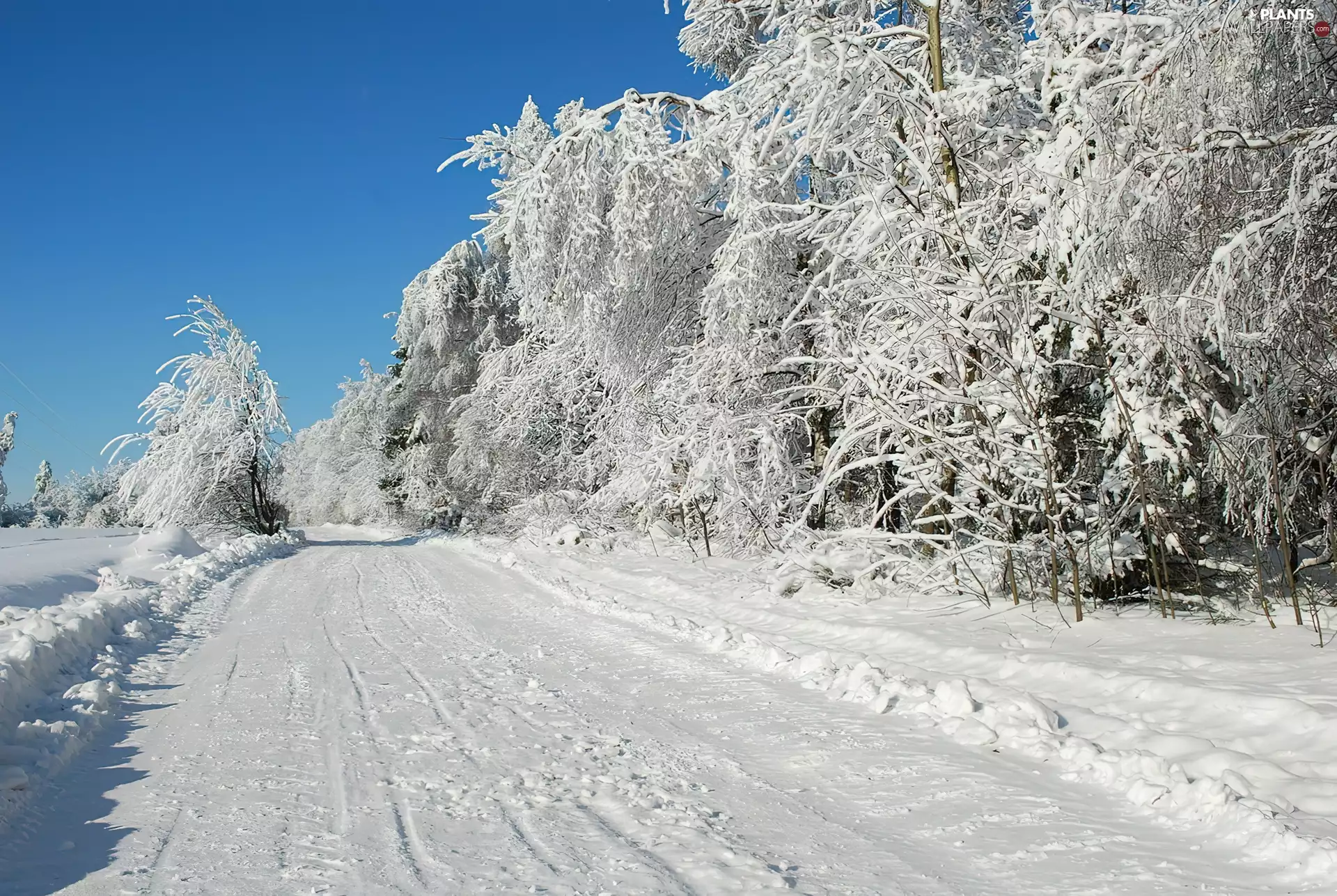 trees, viewes, Way, Snowy, winter