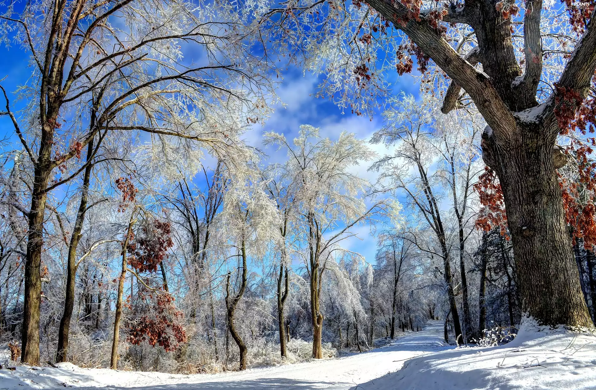 trees, viewes, Way, Snowy, winter