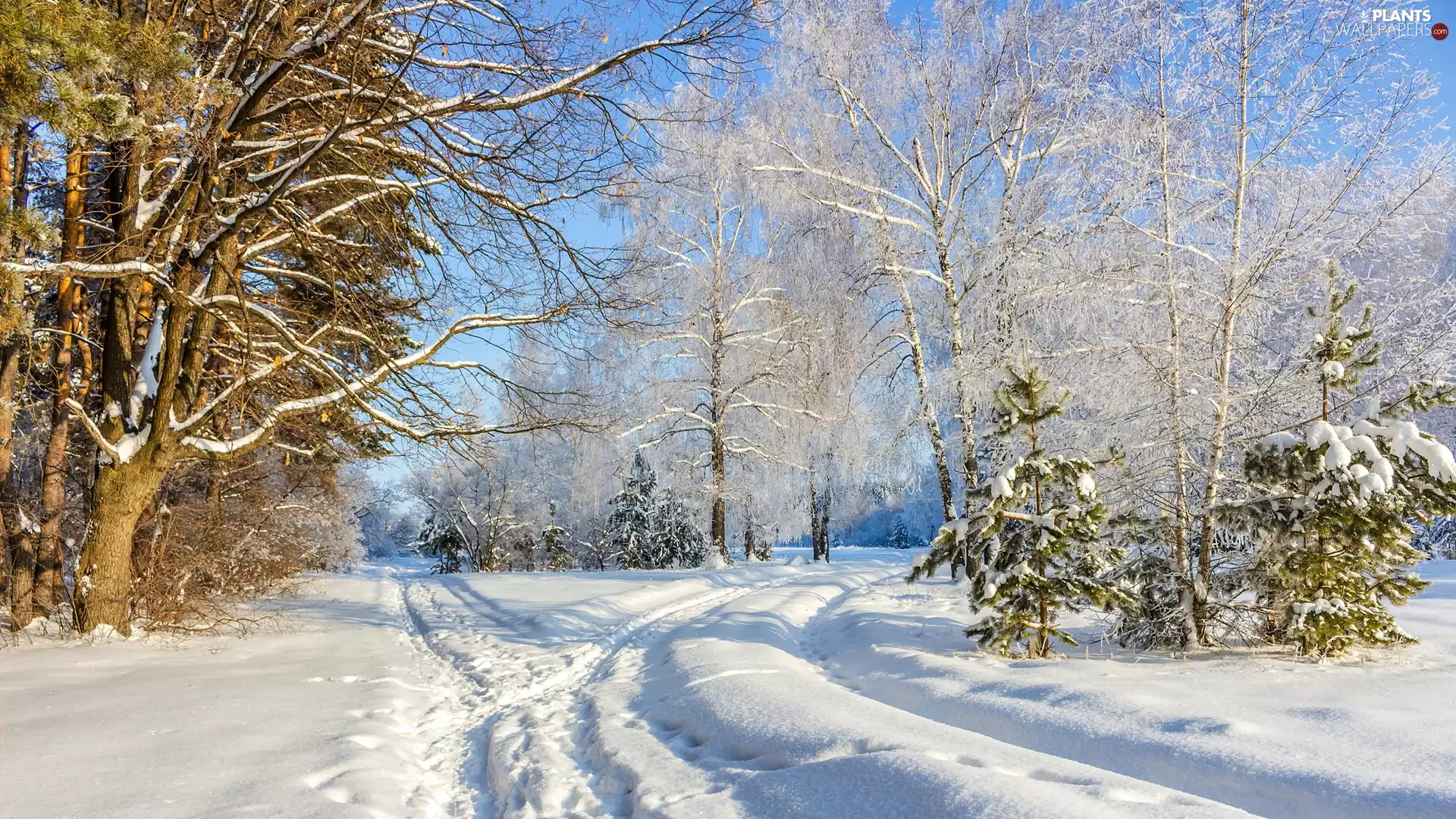 trees, viewes, Way, traces, winter