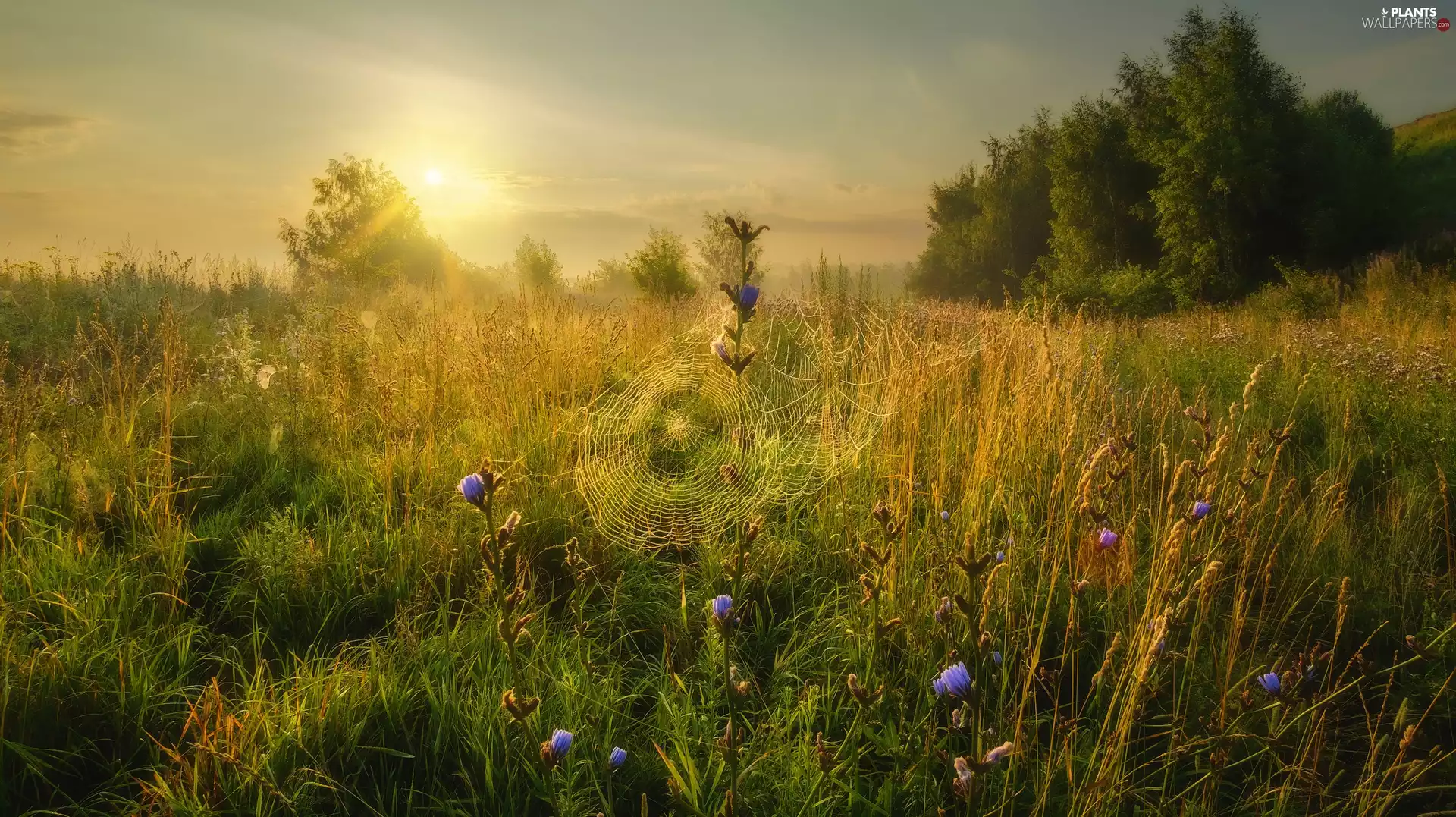 grass, Flowers, website, trees, Sunrise, Meadow, summer, viewes
