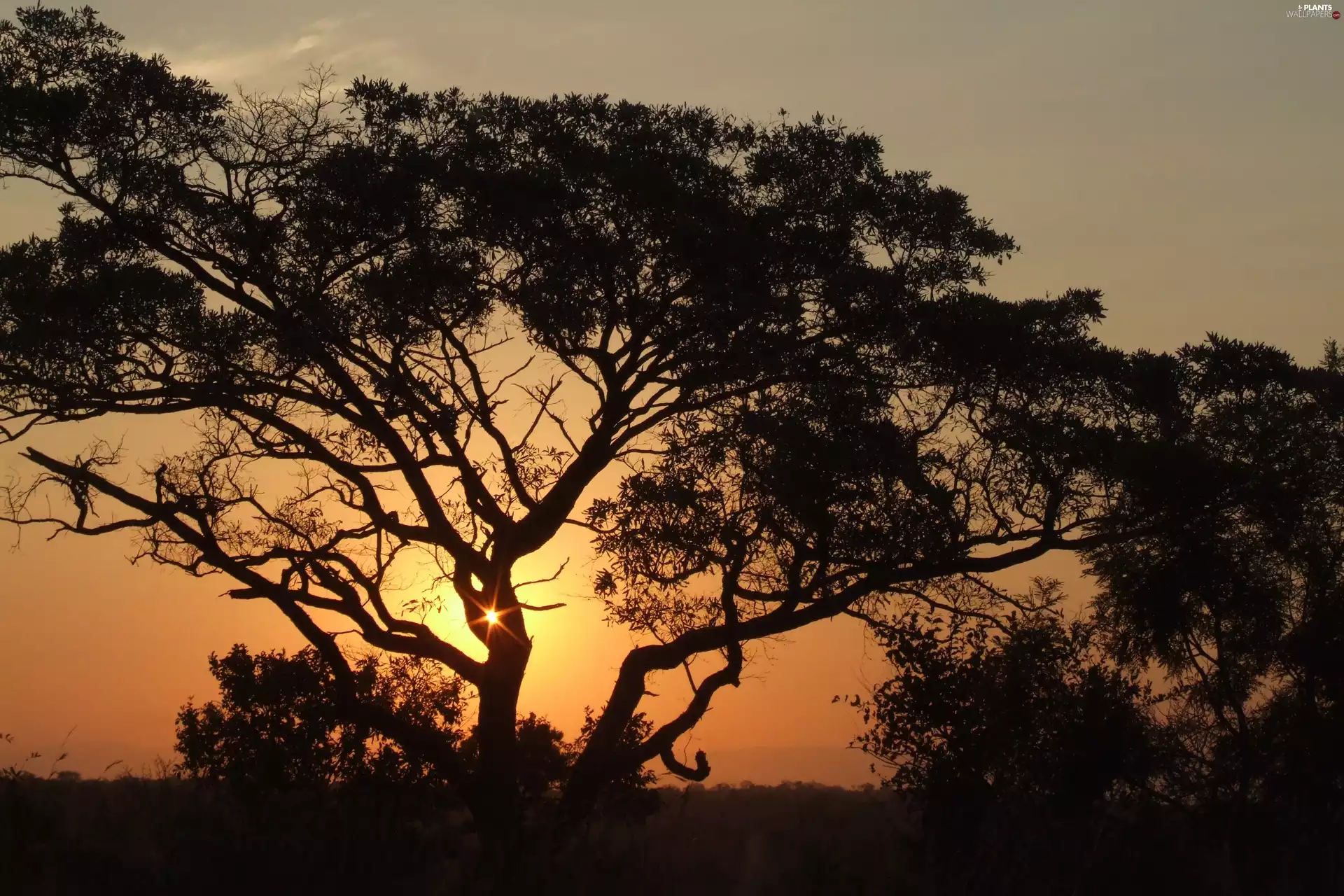 trees, viewes, west, sun, african