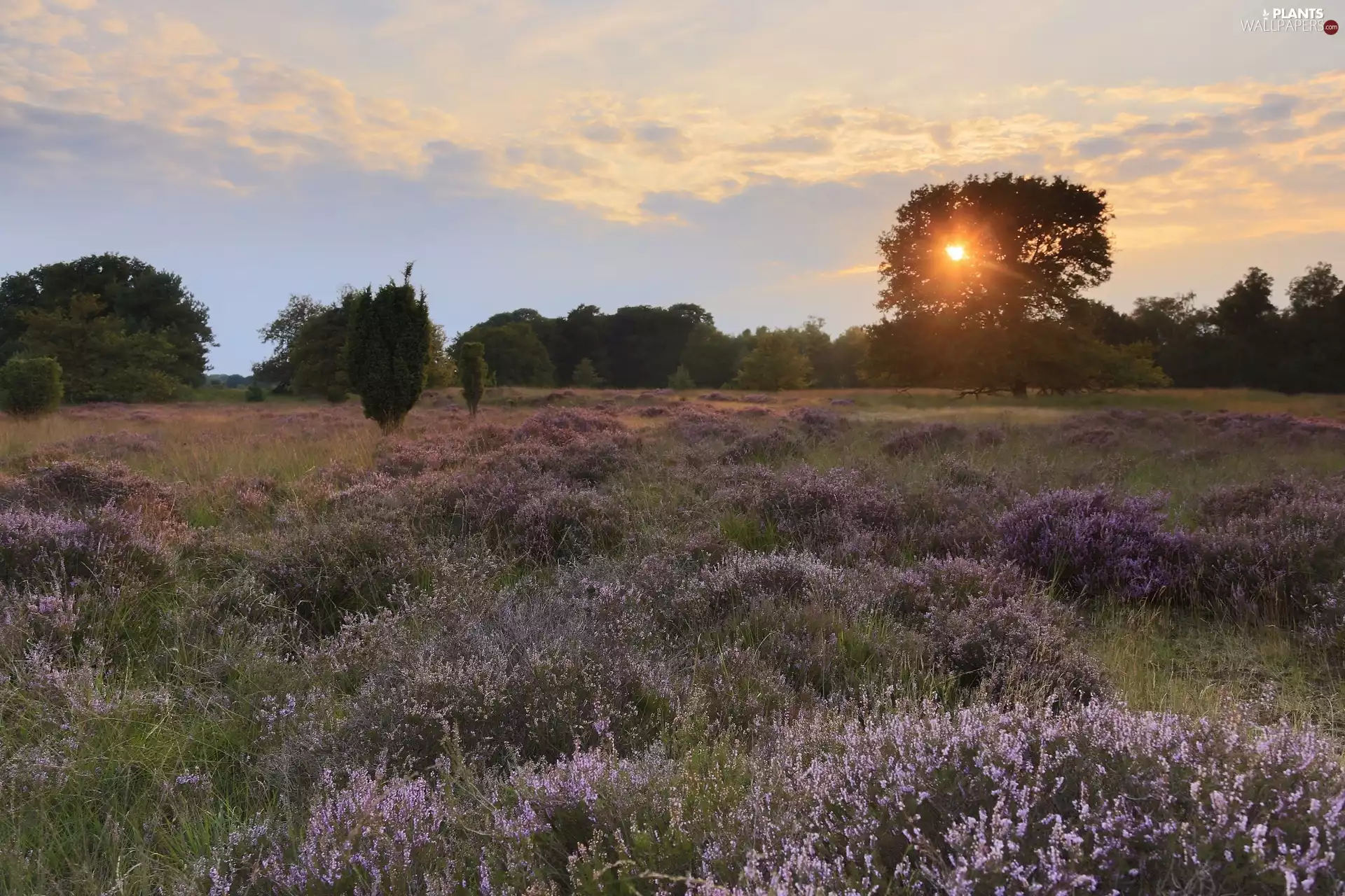 trees, viewes, west, sun, heath