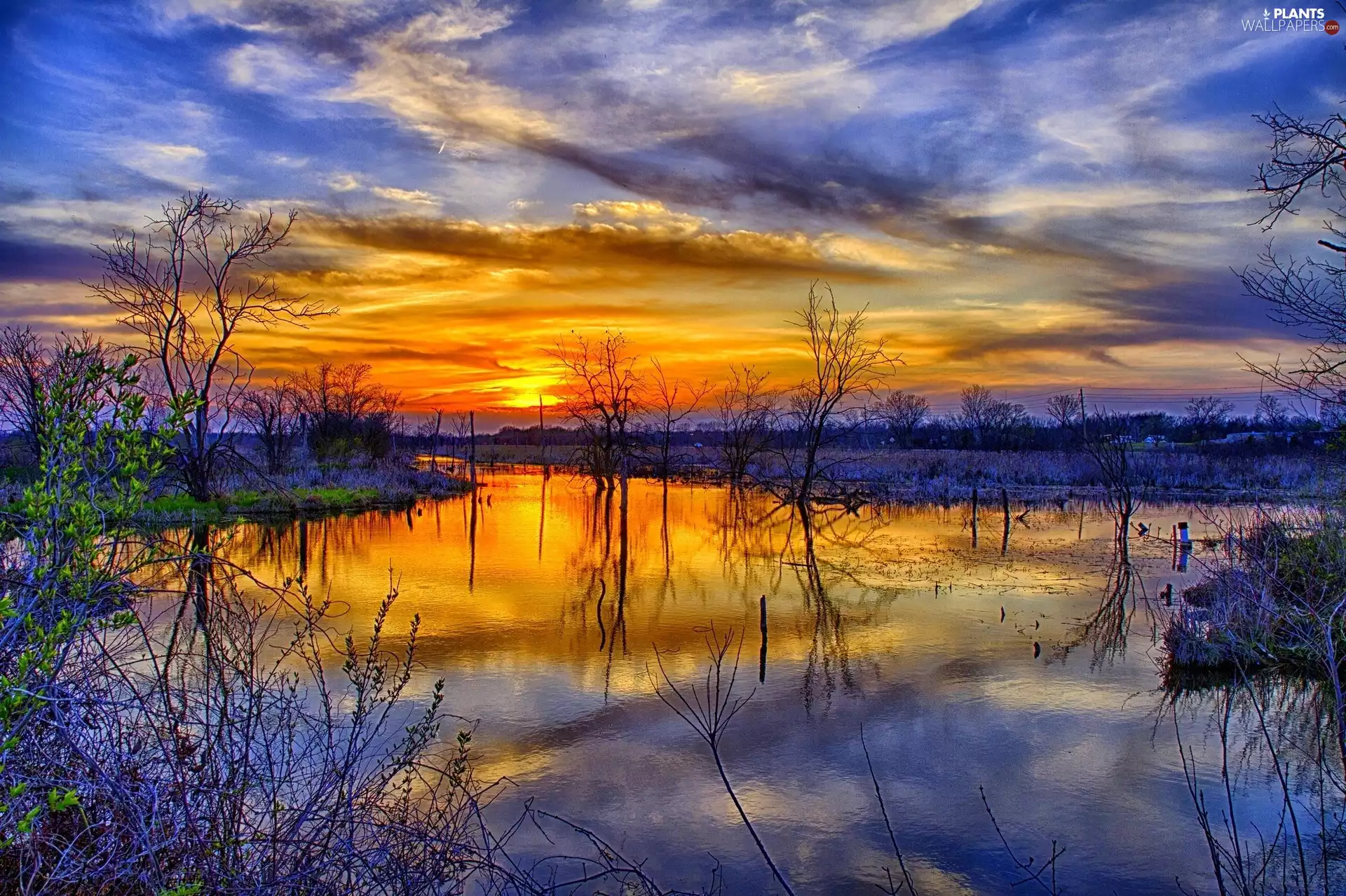 trees, viewes, west, sun, lake