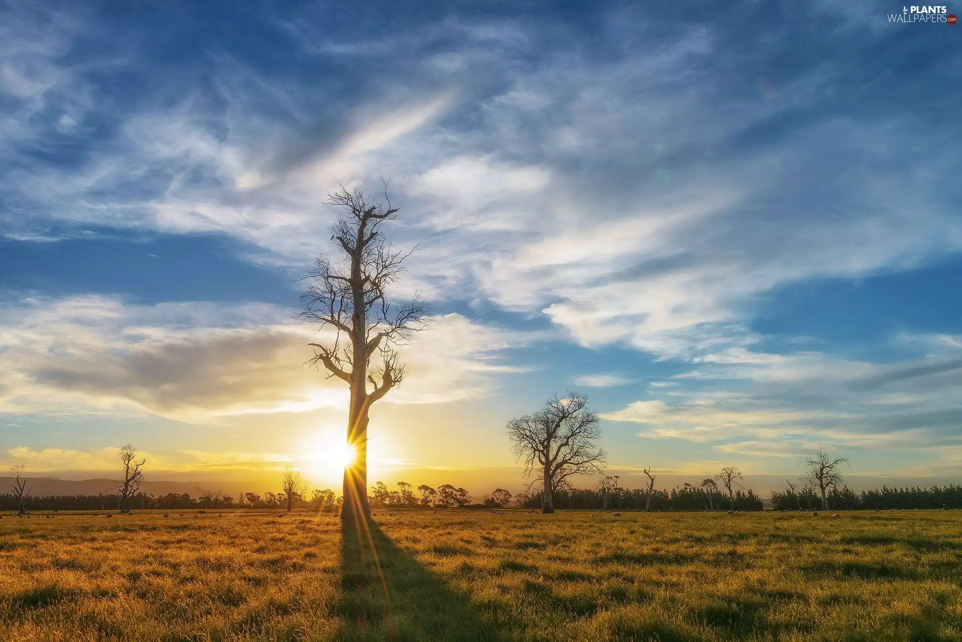 west, trees, viewes, sun