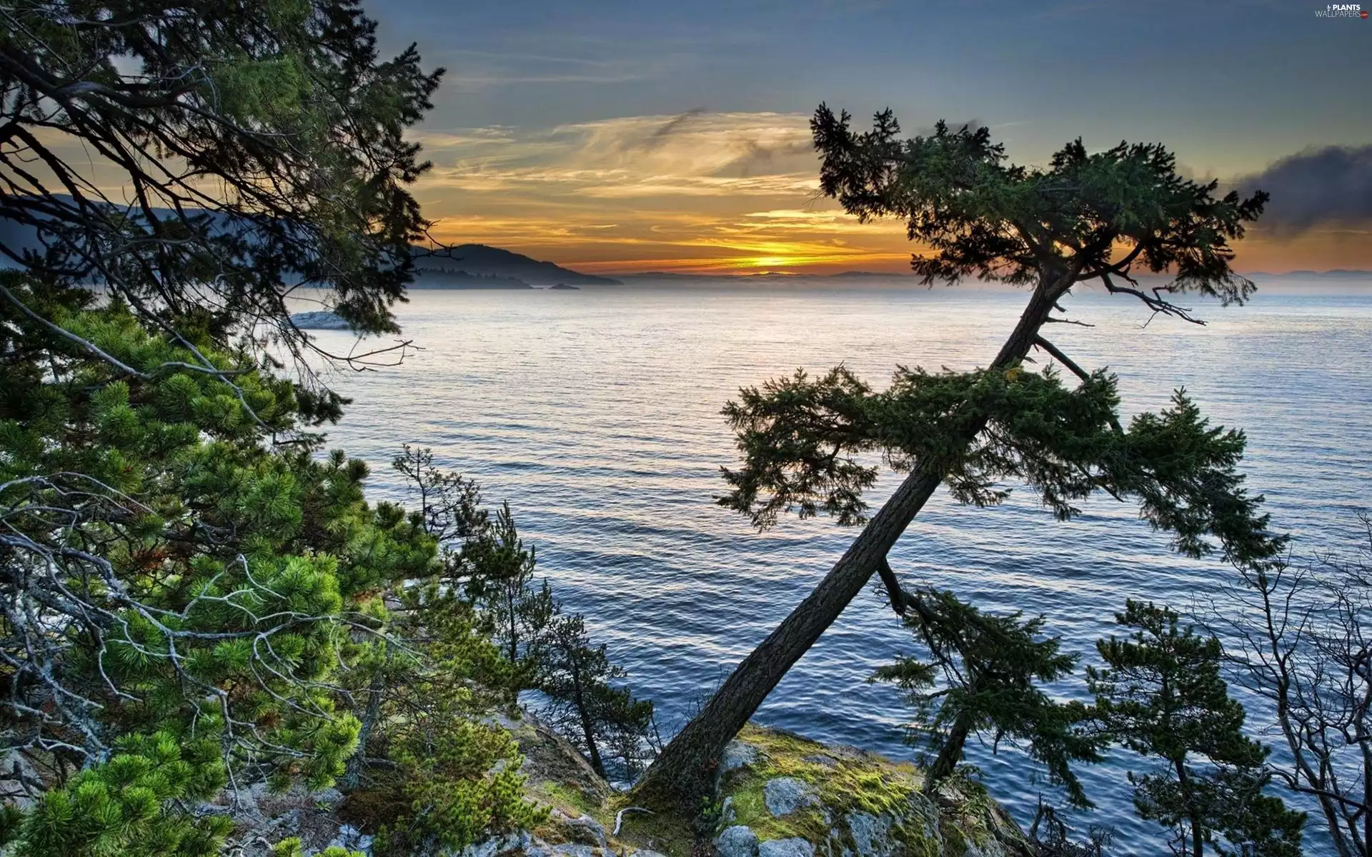 sun, lake, trees, viewes, Pine, west