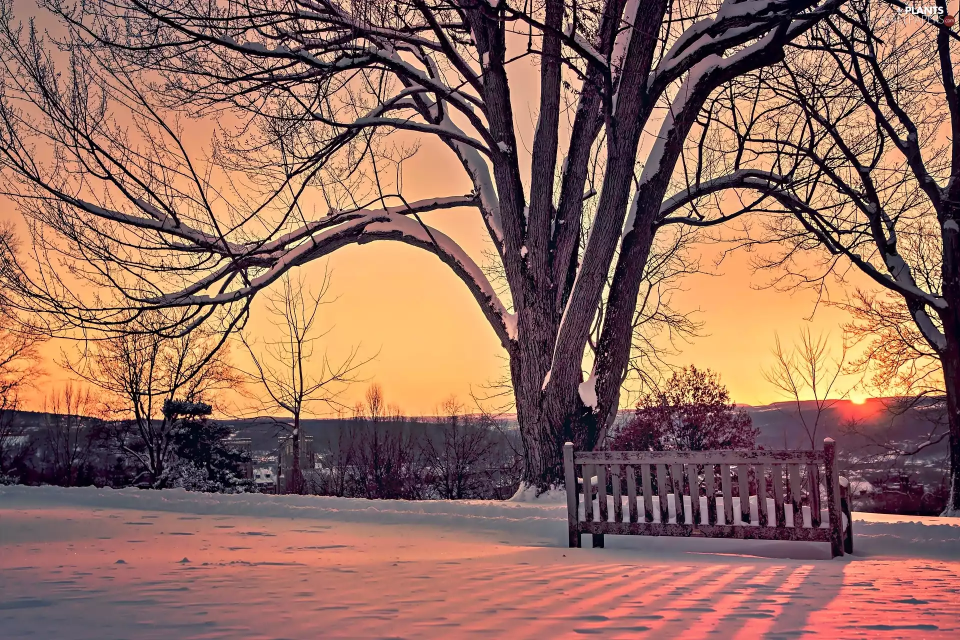 trees, viewes, west, sun, winter