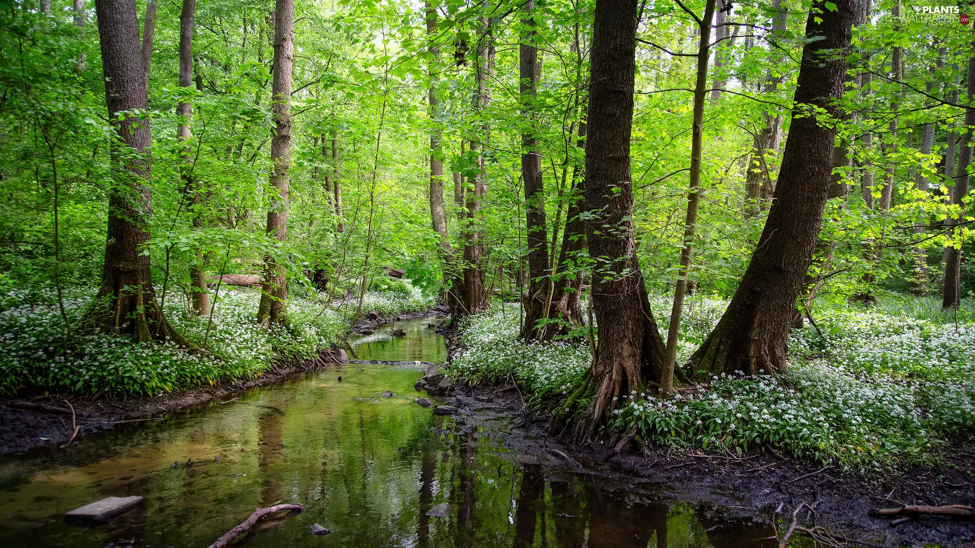 River, trees, White, viewes, forest, Flowers, Anemones