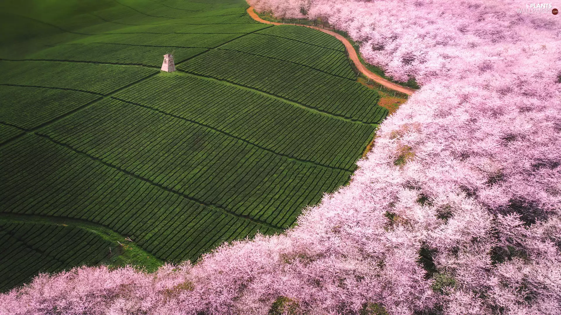 plantation, trees, Windmill, viewes, flourishing, tea, Spring