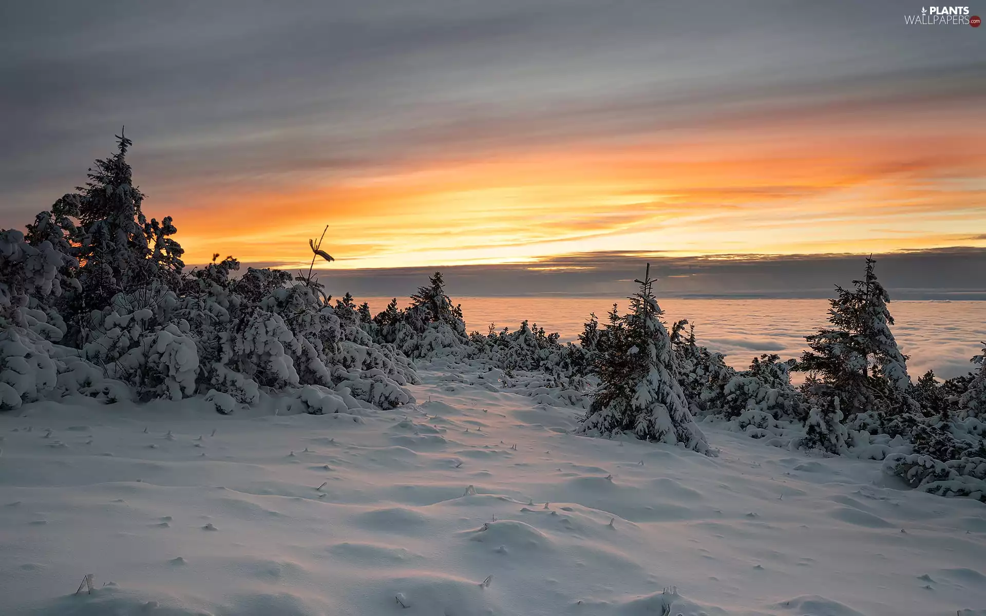 little doggies, winter, viewes, Sunrise, trees, Snowy