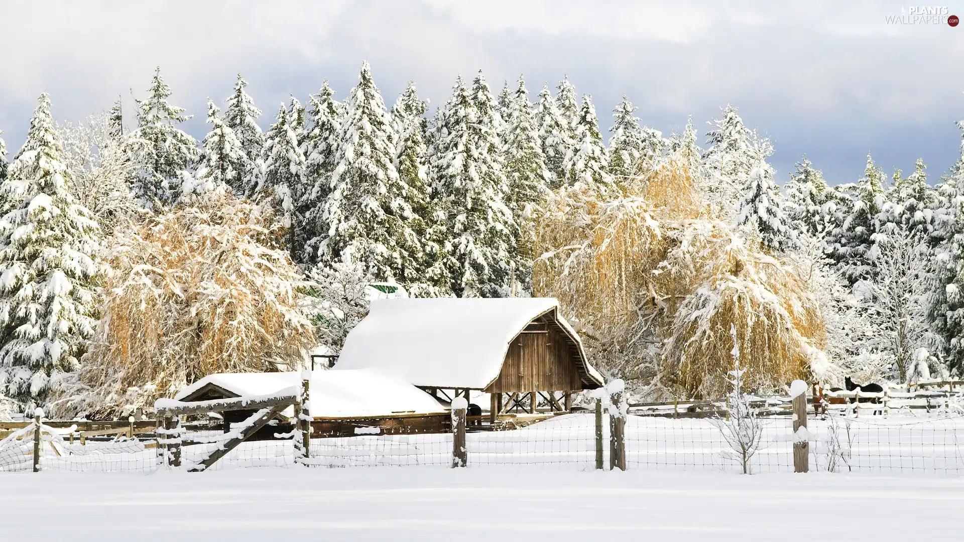 viewes, winter, Field, trees, farm