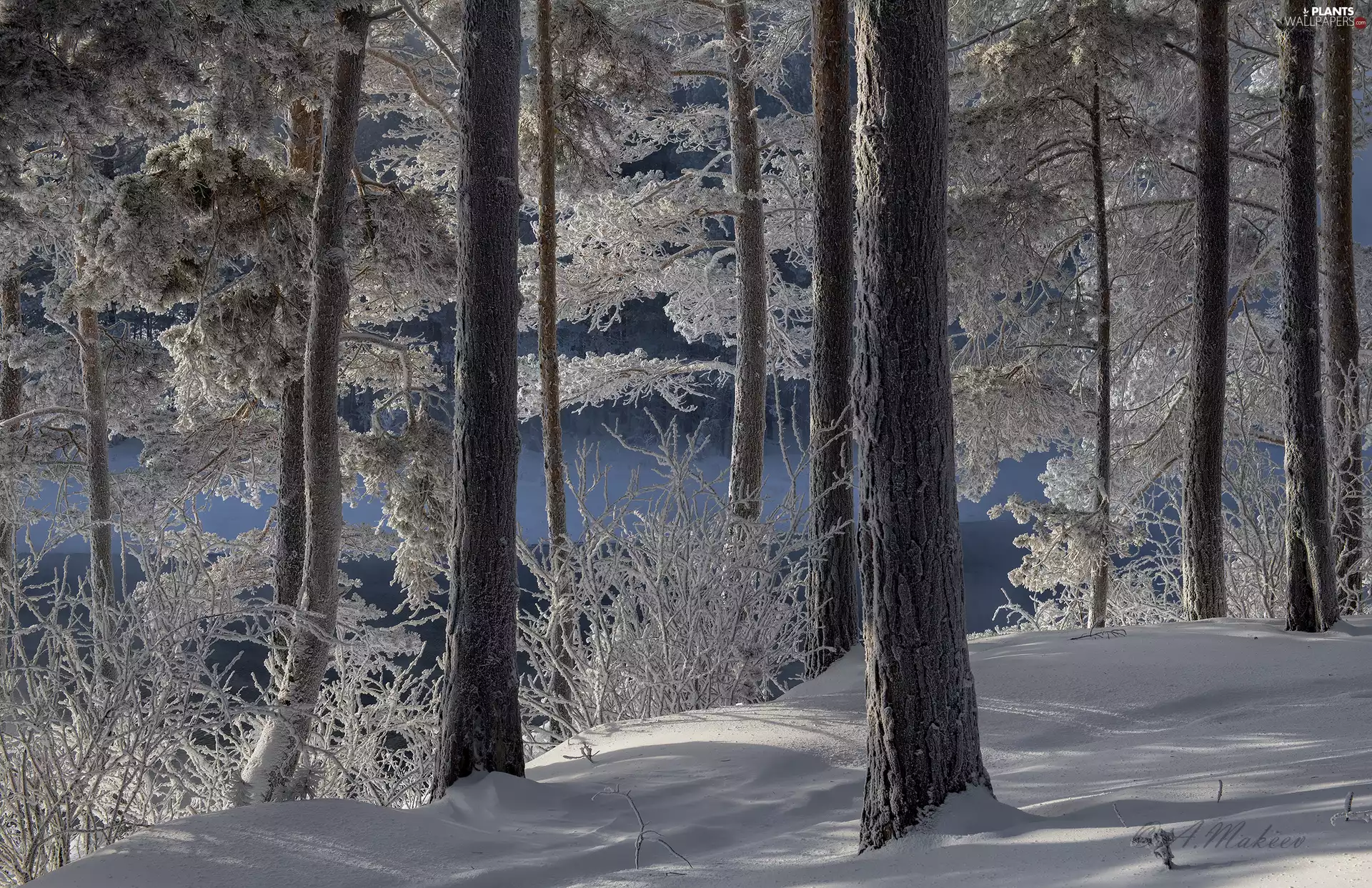 trees, viewes, winter, frosty, forest
