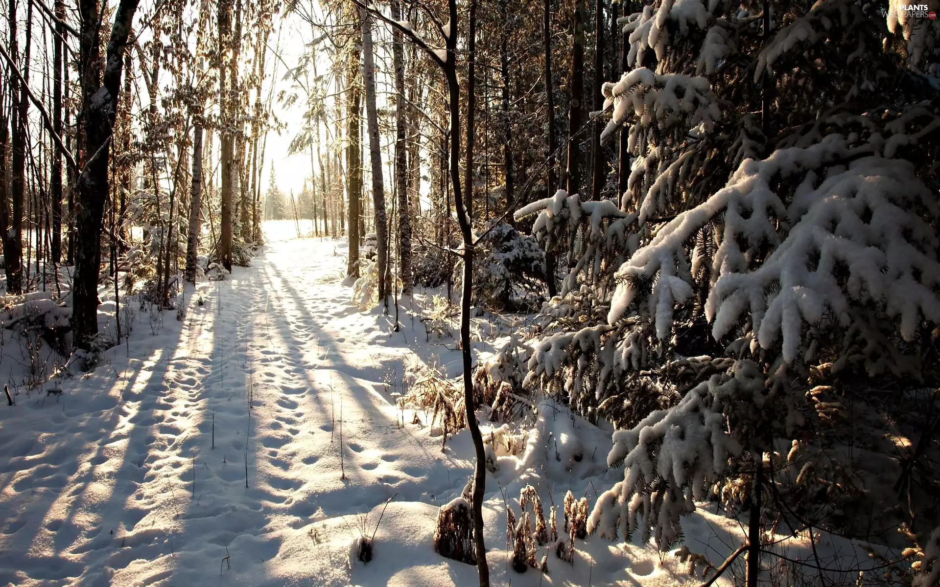 trees, viewes, winter, Snowy, forest