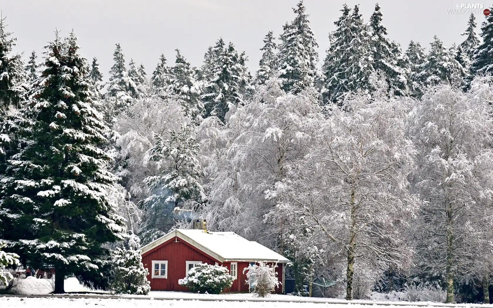 viewes, winter, Home, trees, forest