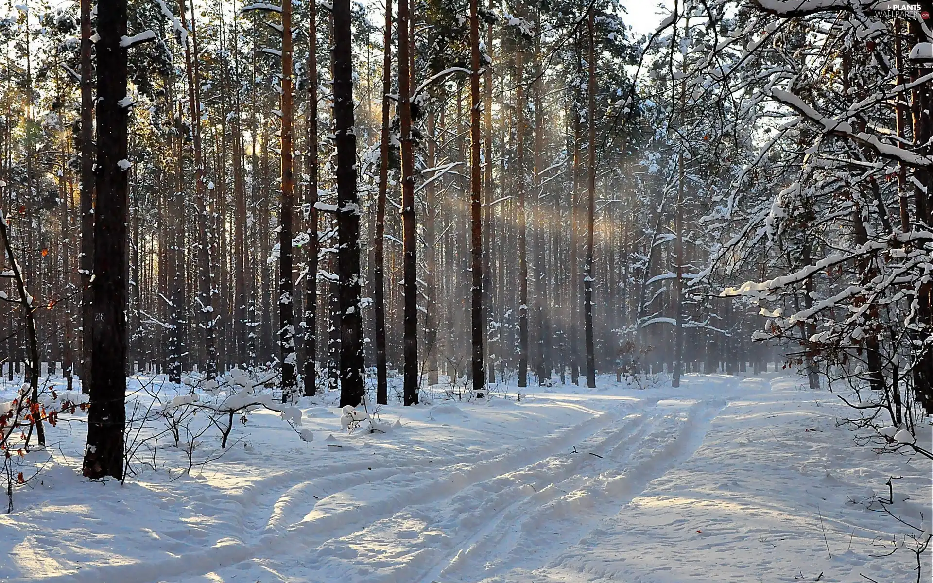 viewes, winter, Way, trees, forest