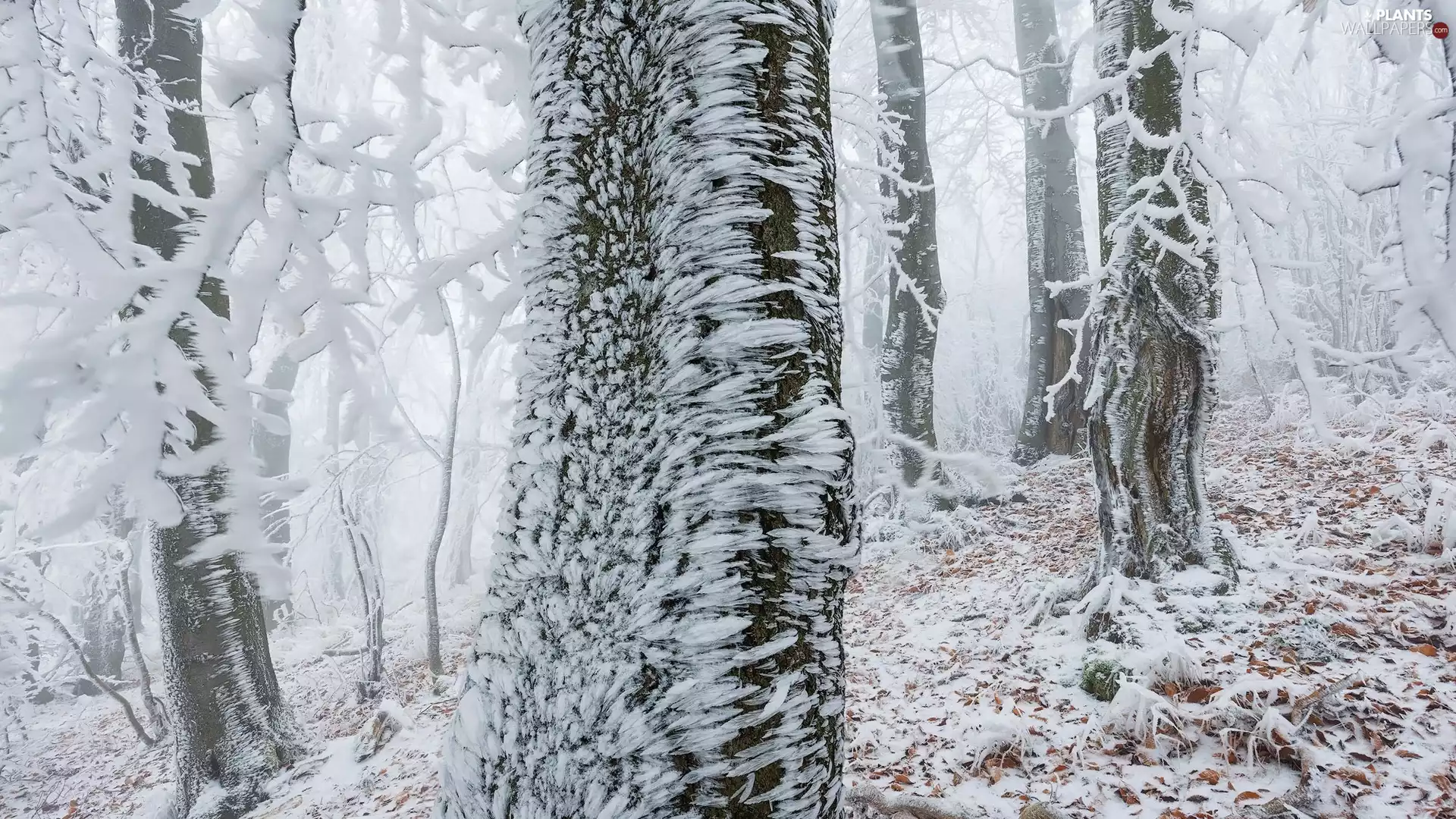 White frost, winter, viewes, forest, trees, snow