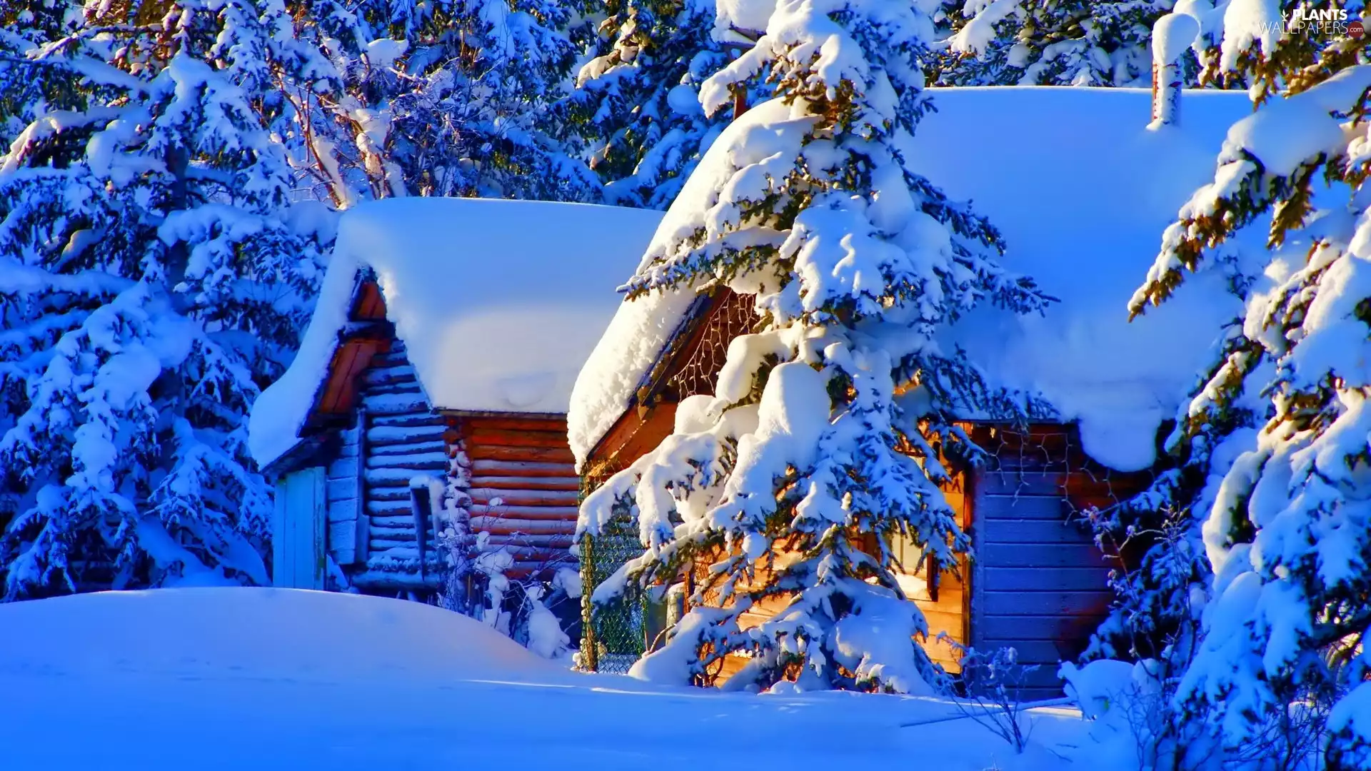 trees, viewes, winter, snow, house