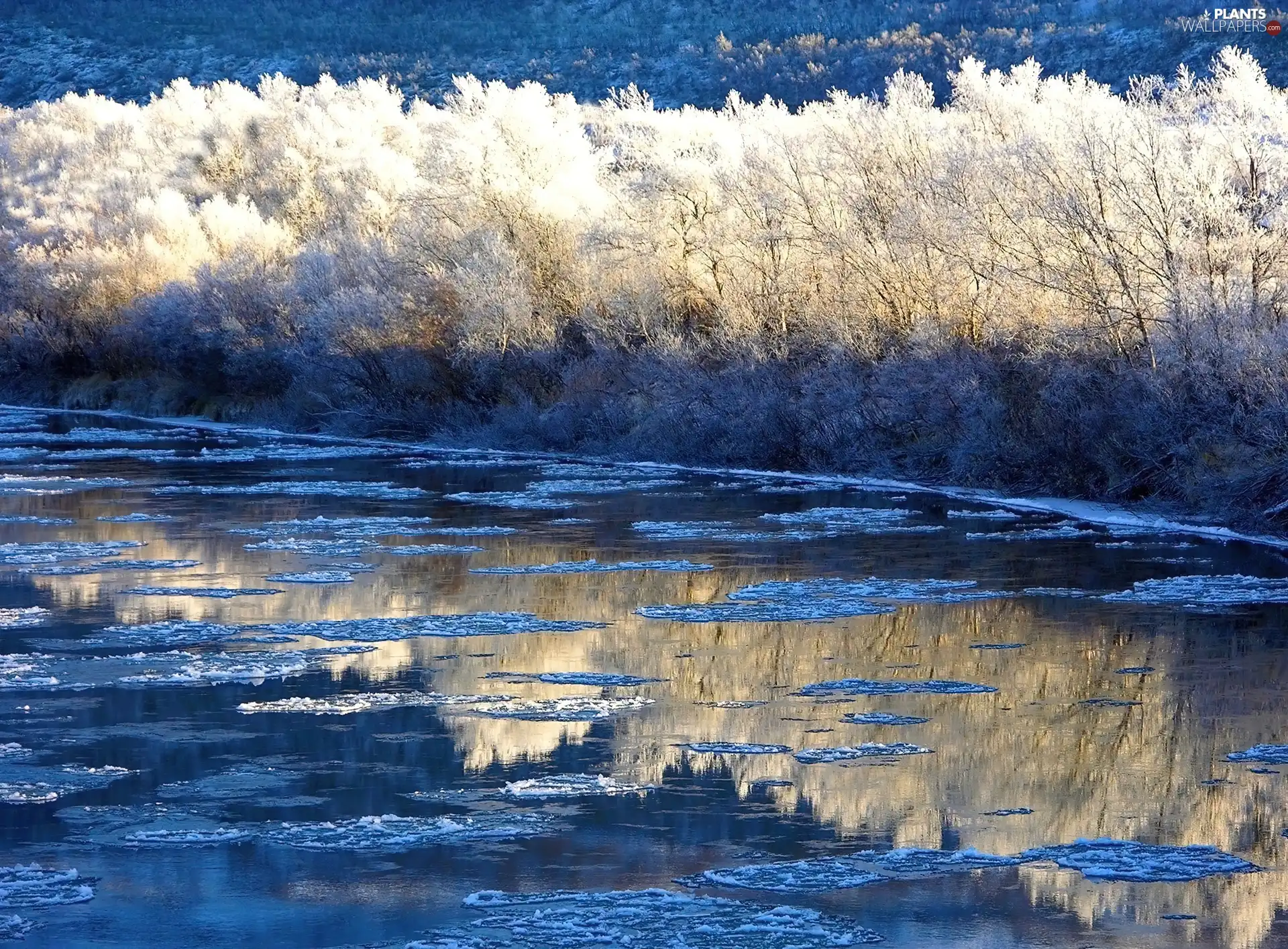 viewes, winter, frosty, trees, lake