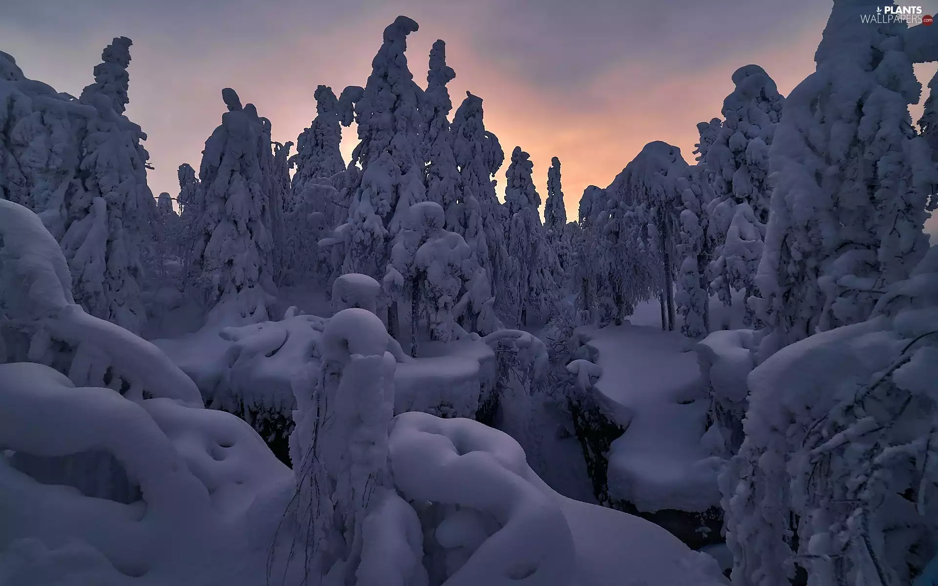 trees, viewes, winter, Snowy, morning