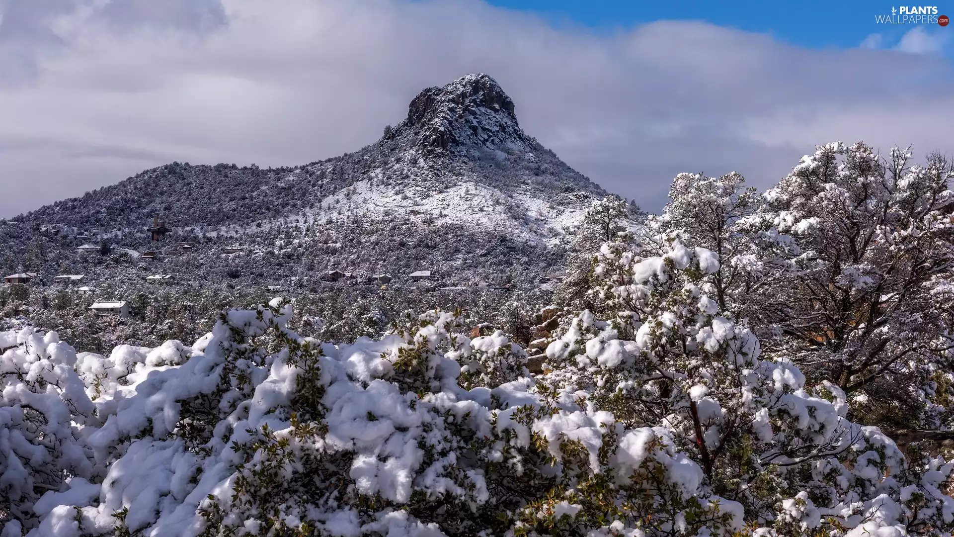 trees, viewes, winter, Snowy, Mountains