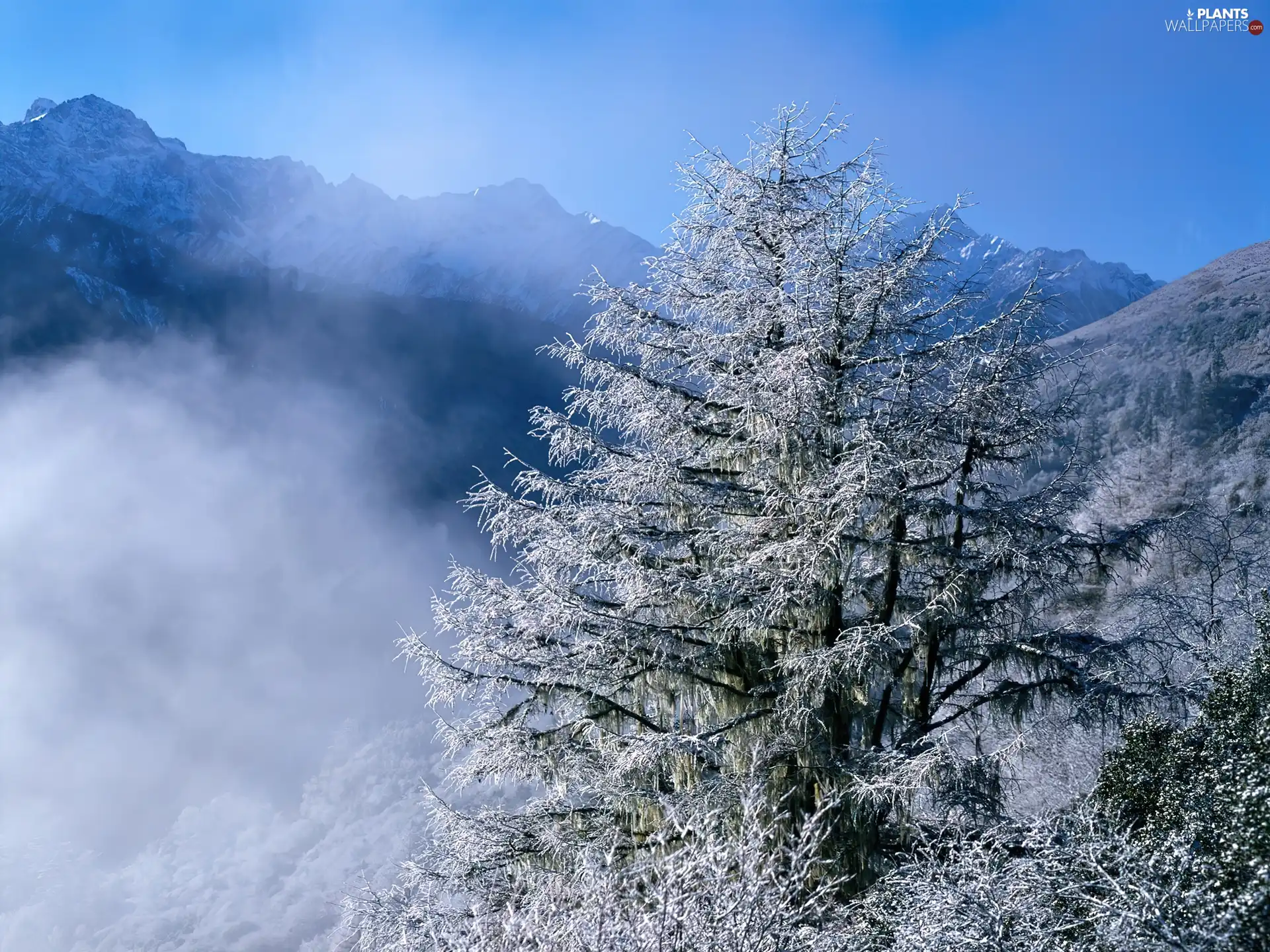 viewes, winter, Fog, trees, Mountains