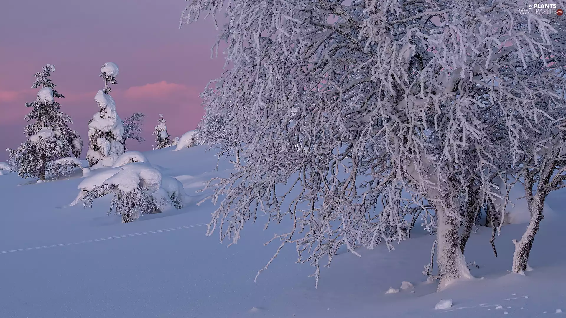 branch pics, winter, viewes, snow, trees, snowy