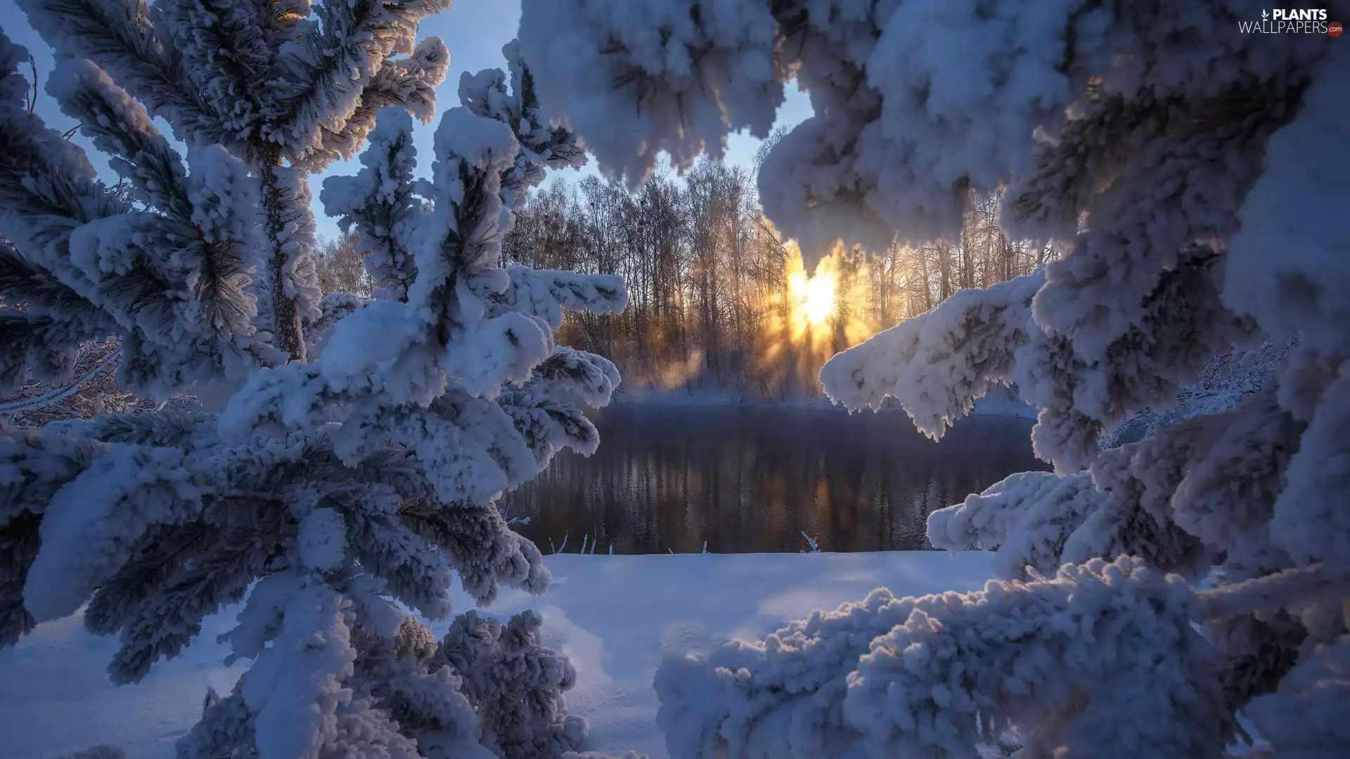 Snowy, trees, rays of the Sun, viewes, winter, branch pics, lake