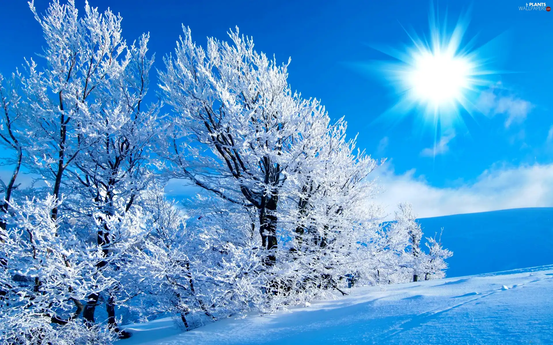 viewes, winter, sun, trees, rays