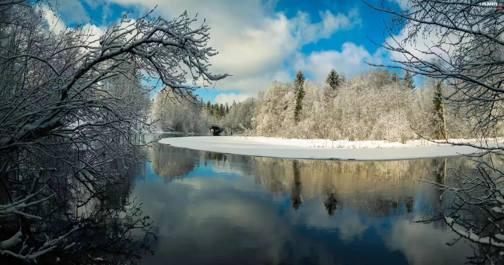 trees, viewes, winter, forest, River