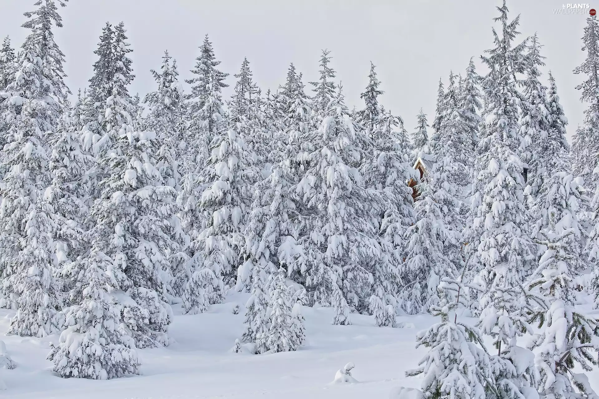 trees, viewes, winter, forest, snow