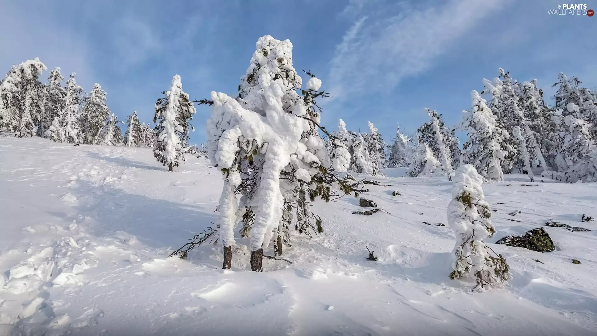 trees, viewes, winter, snowy, snow