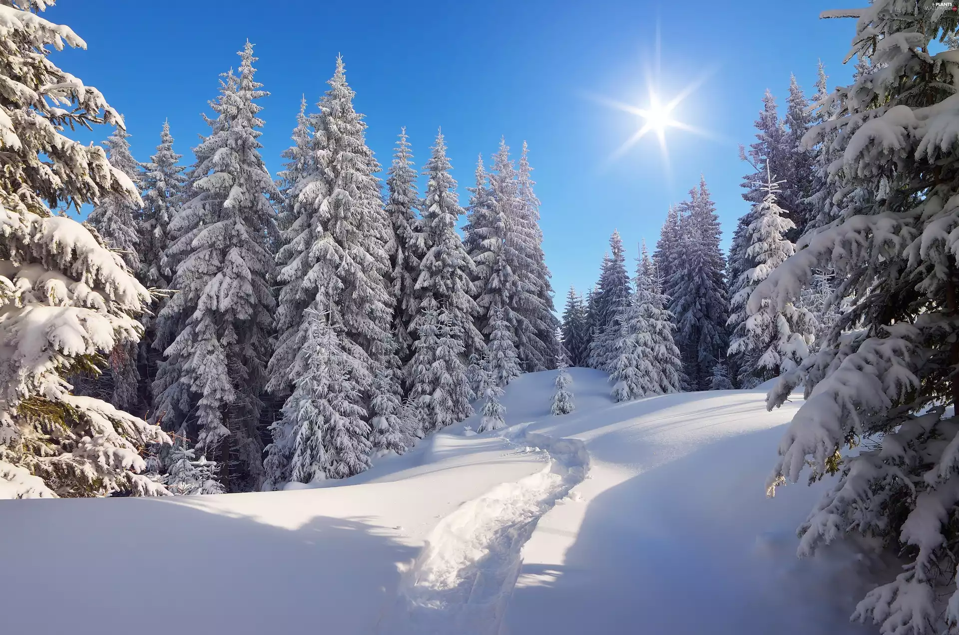 viewes, forest, rays of the Sun, winter, Path, trees