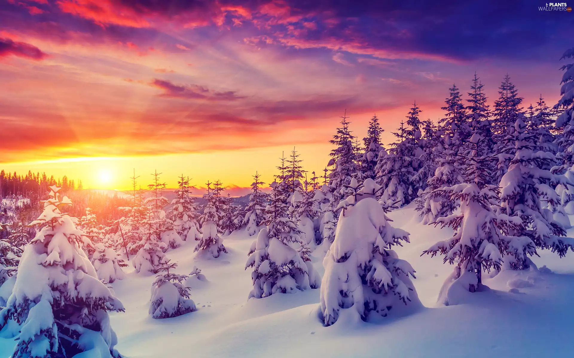 trees, viewes, winter, snowy, Sunrise