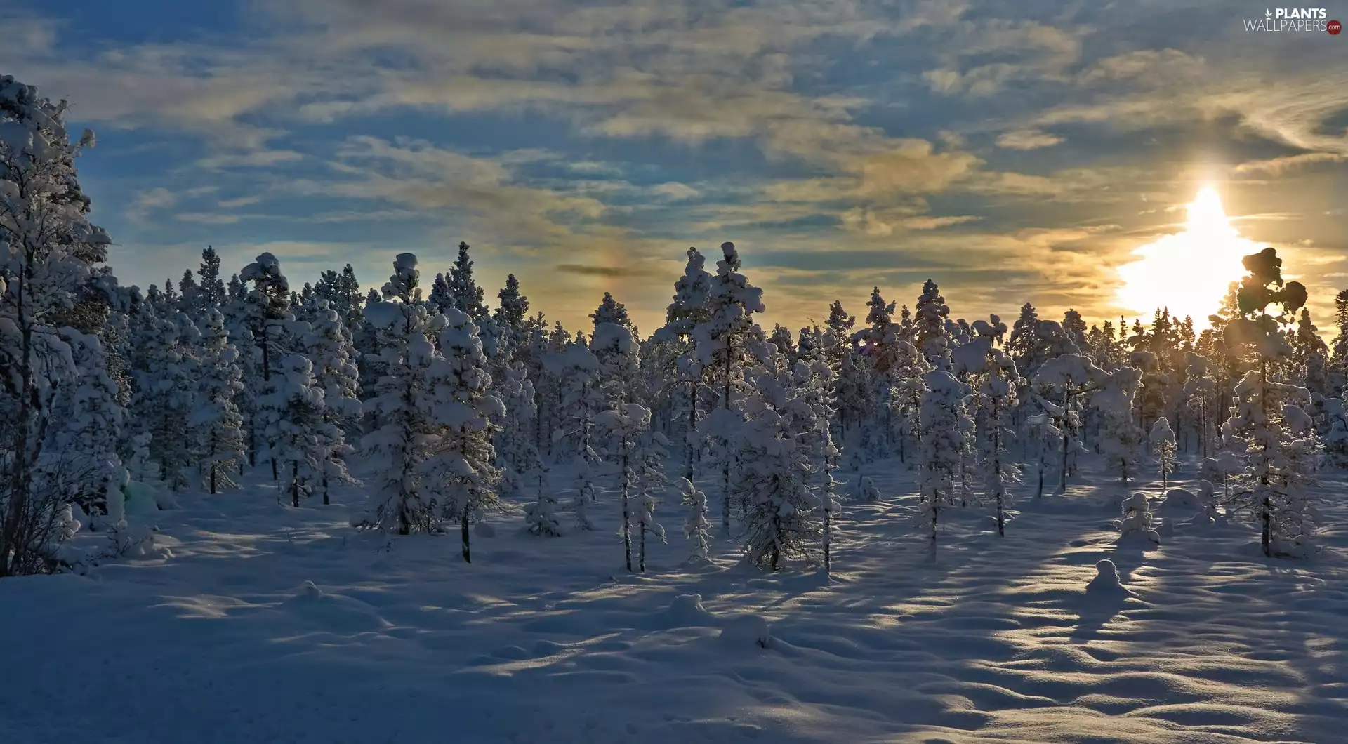 trees, viewes, winter, Snowy, Sunrise