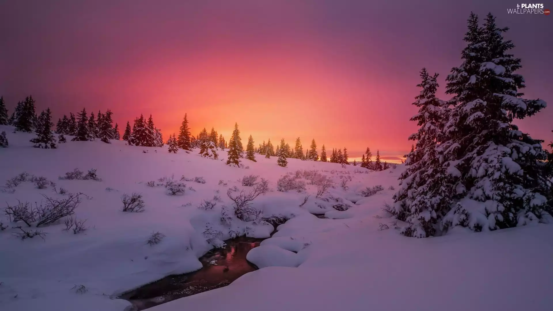 Great Sunsets, winter, viewes, River, trees, snow