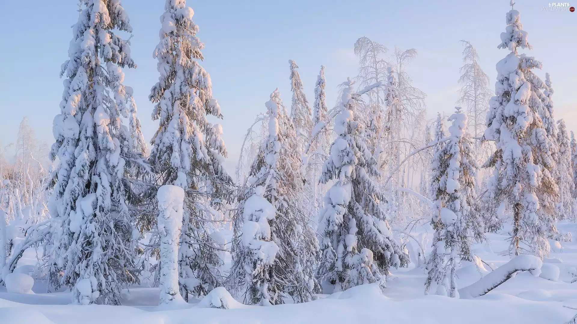 snow, forest, trees, viewes, Snowy, winter
