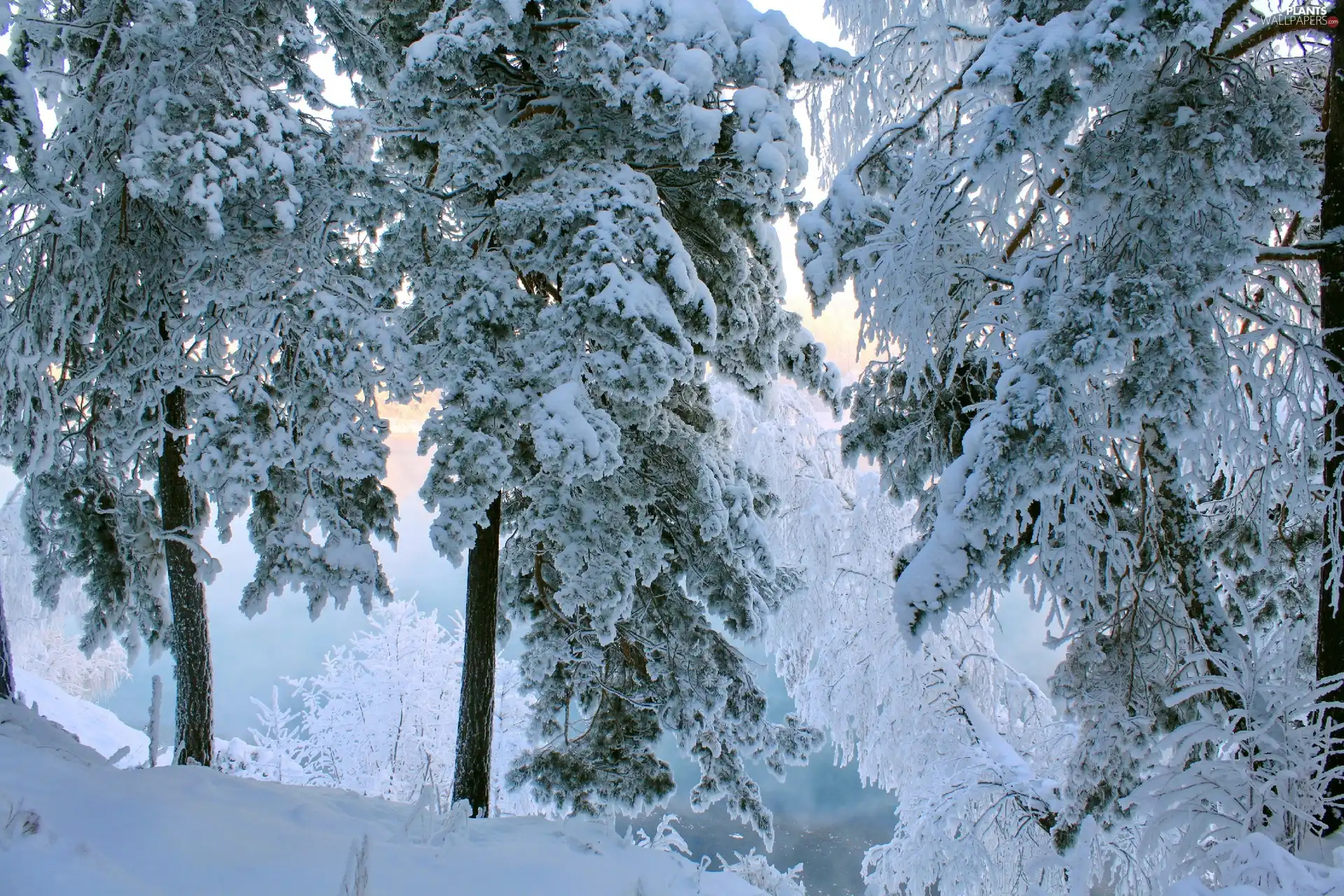 winter, trees, viewes, Snowy