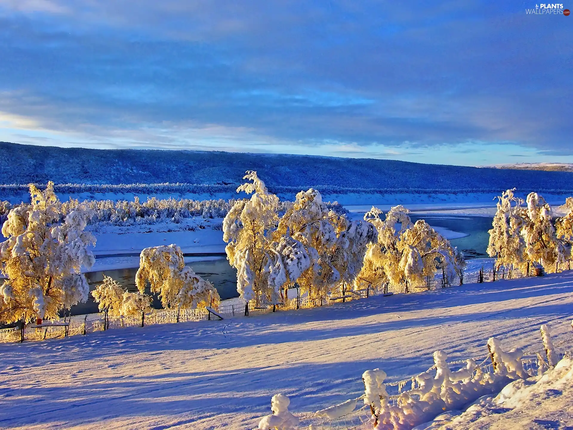 winter, trees, viewes, Way