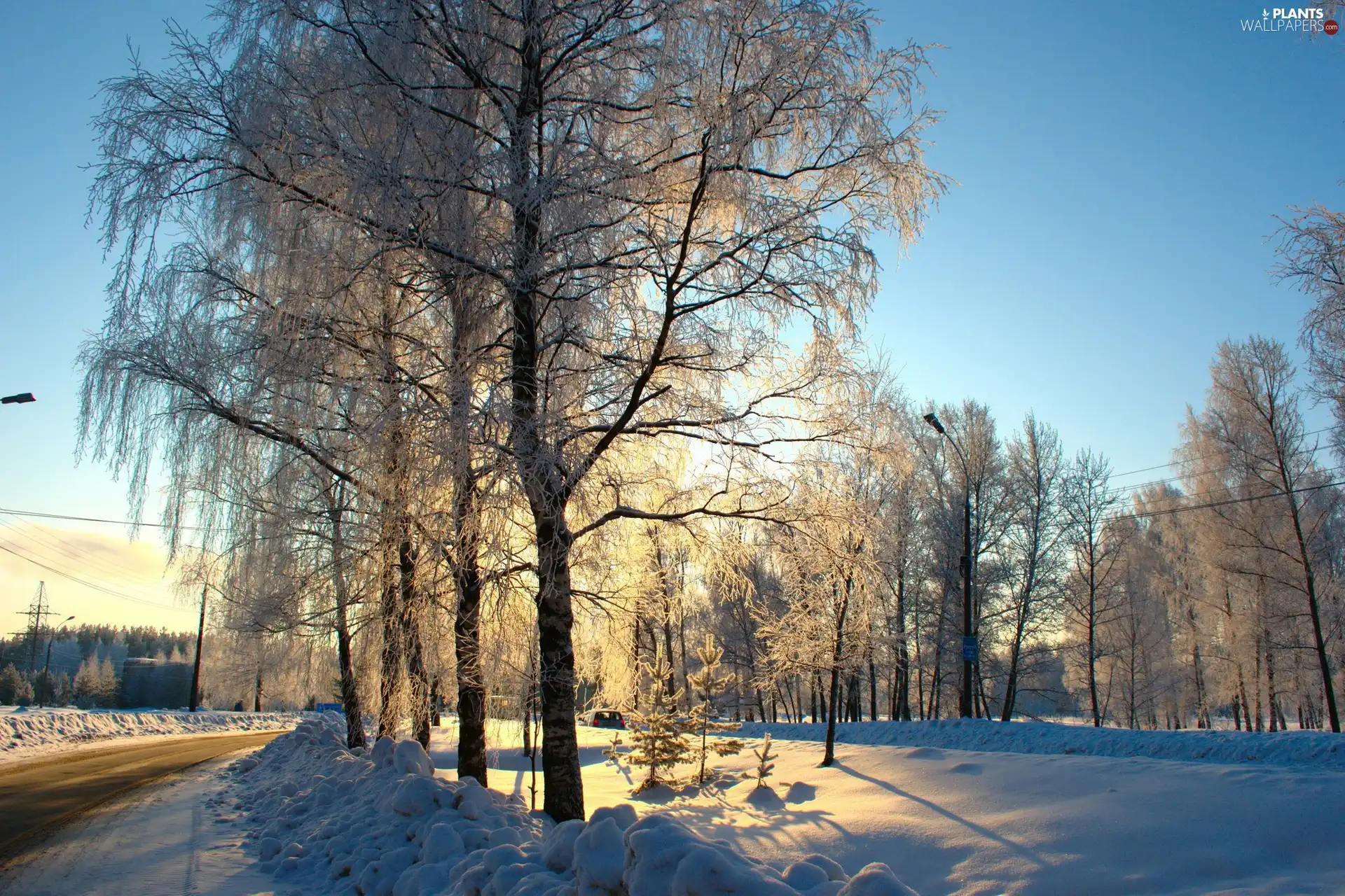 winter, trees, viewes, Way
