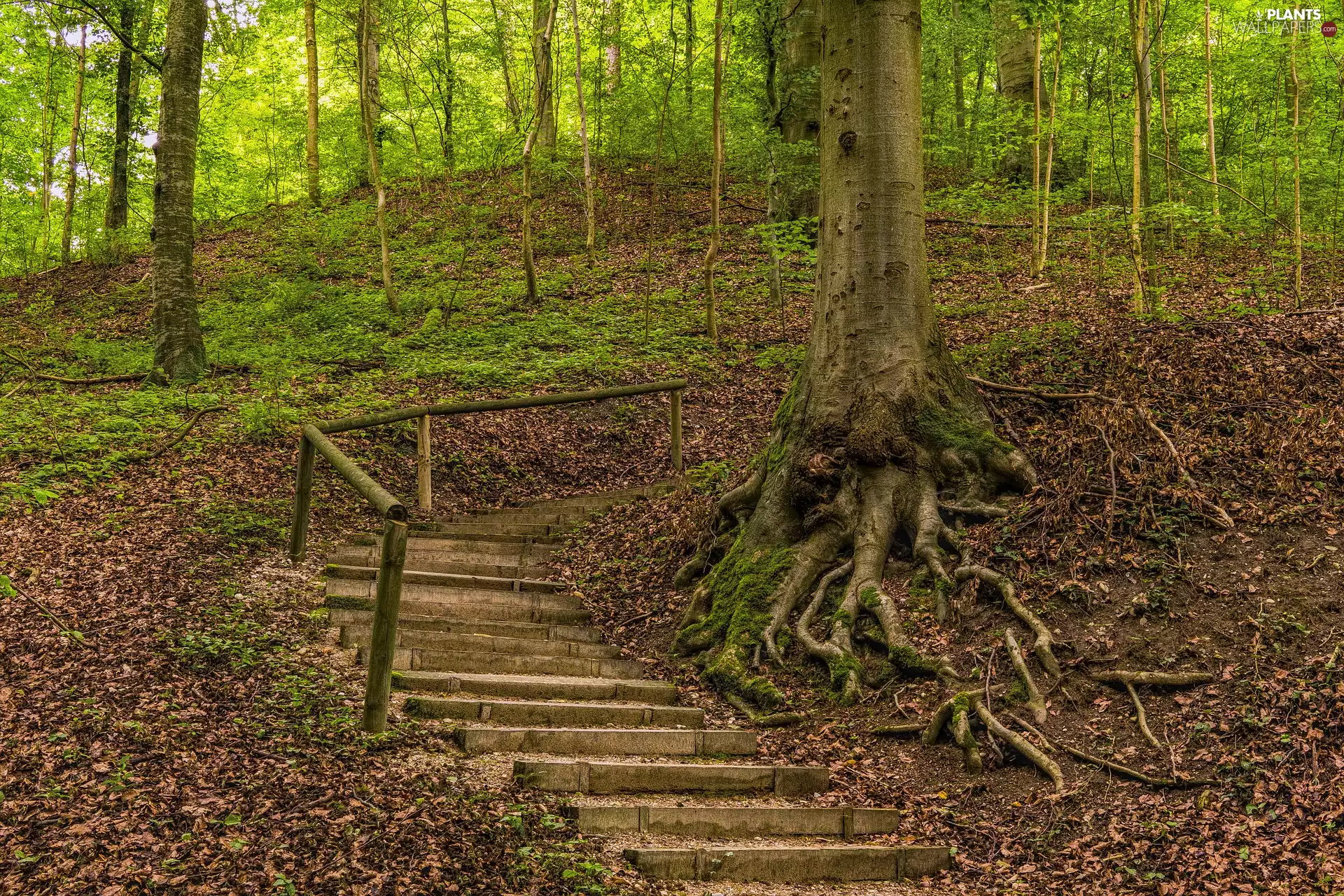roots, trees, wood, viewes, forest, Leaf, Stairs