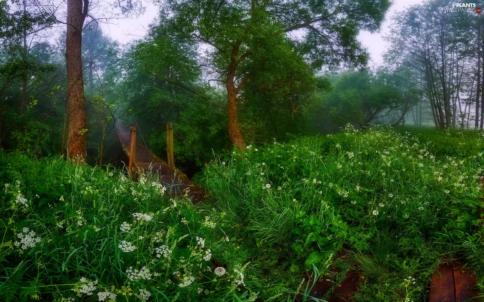 bridge, Meadow, trees, viewes, grass, wooden