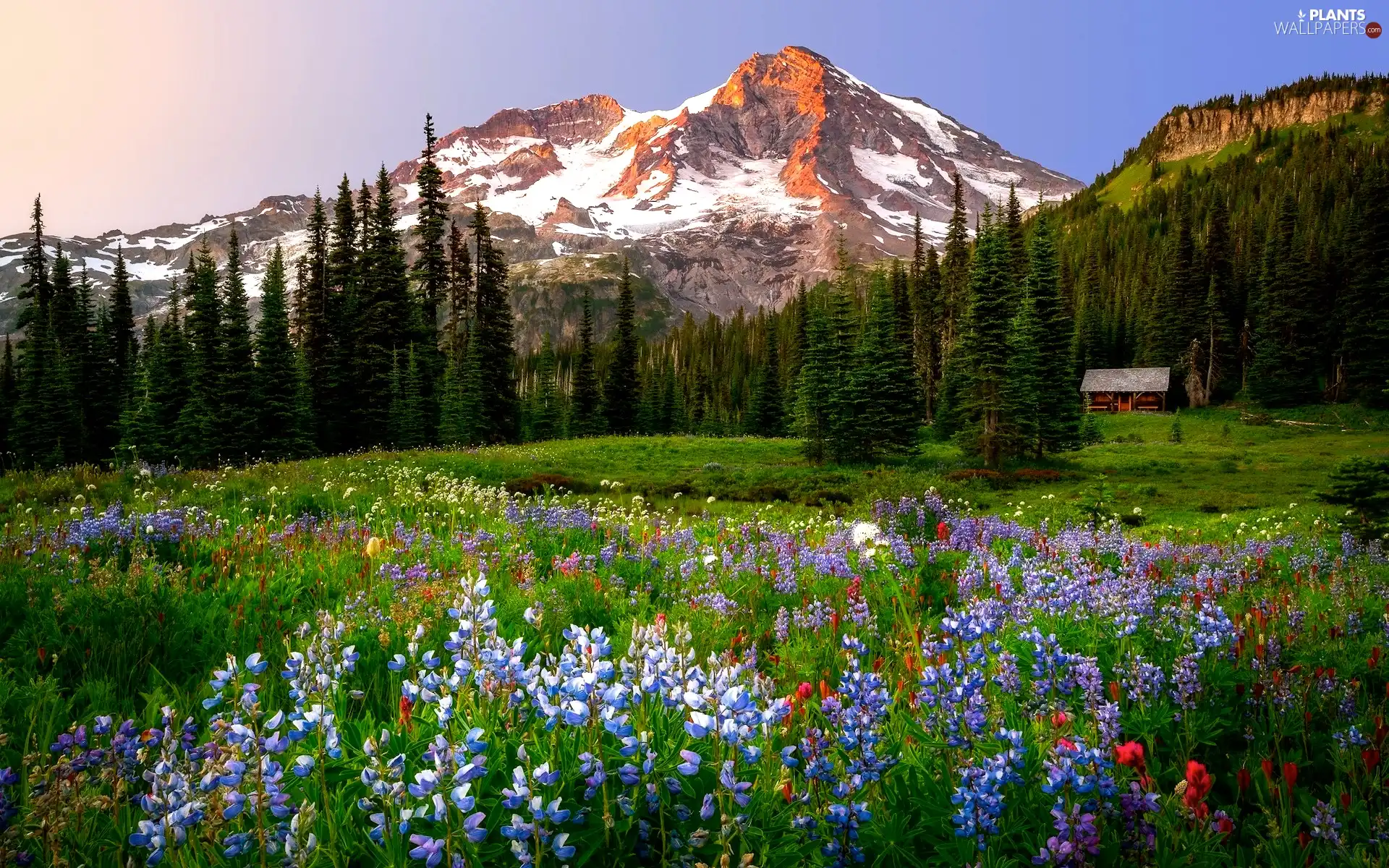 Flowers, Wildflowers, wooden, trees, house, Meadow, mountains, viewes