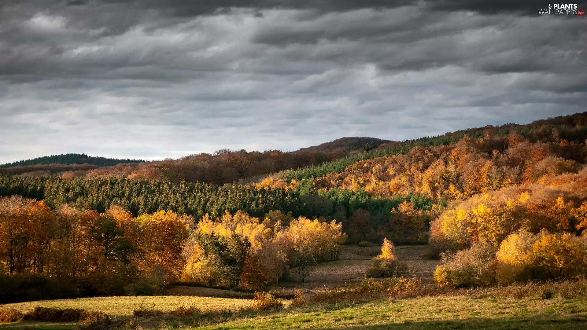 trees, viewes, woods, color, autumn