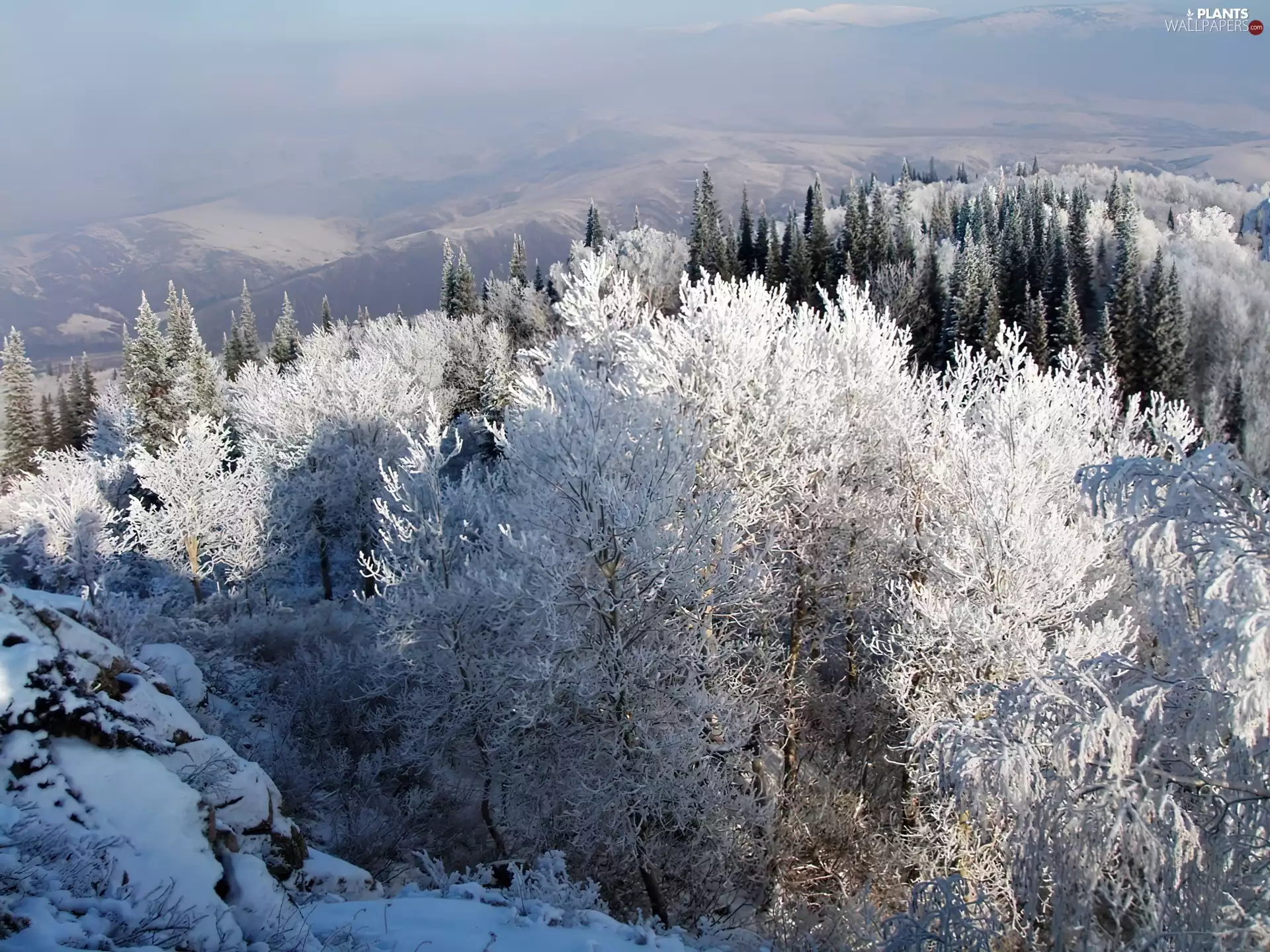 trees, viewes, woods, Snowy, Mountains
