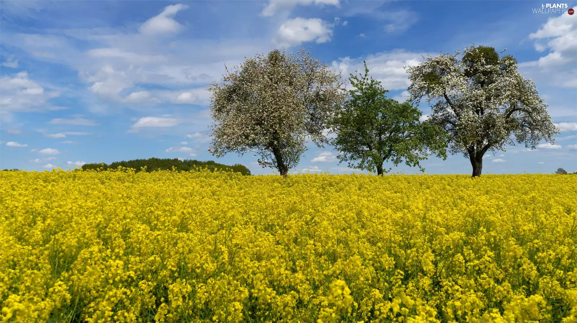 Flowers, Field, trees, viewes, rape, Yellow