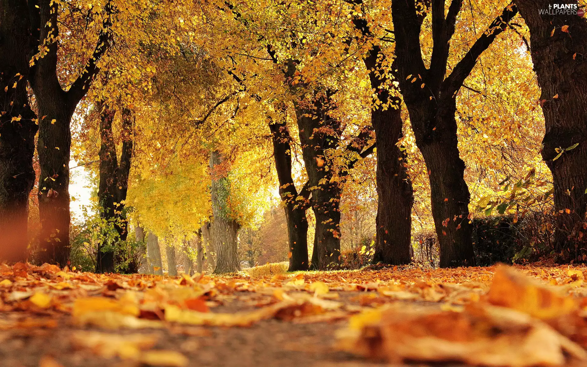Park, trees, Yellowed, viewes, autumn, lane, Leaf