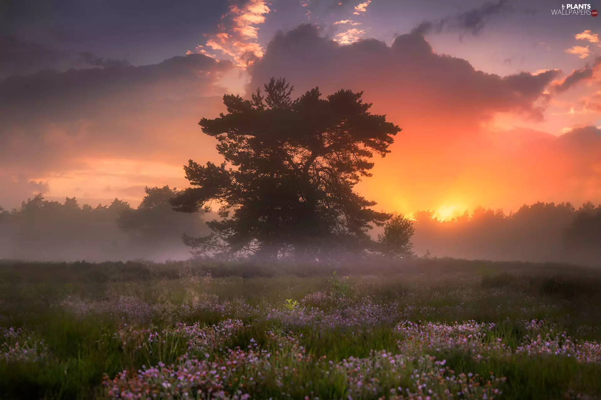 Great Sunsets, Netherlands, Meadow, lavender, trees, Een Village