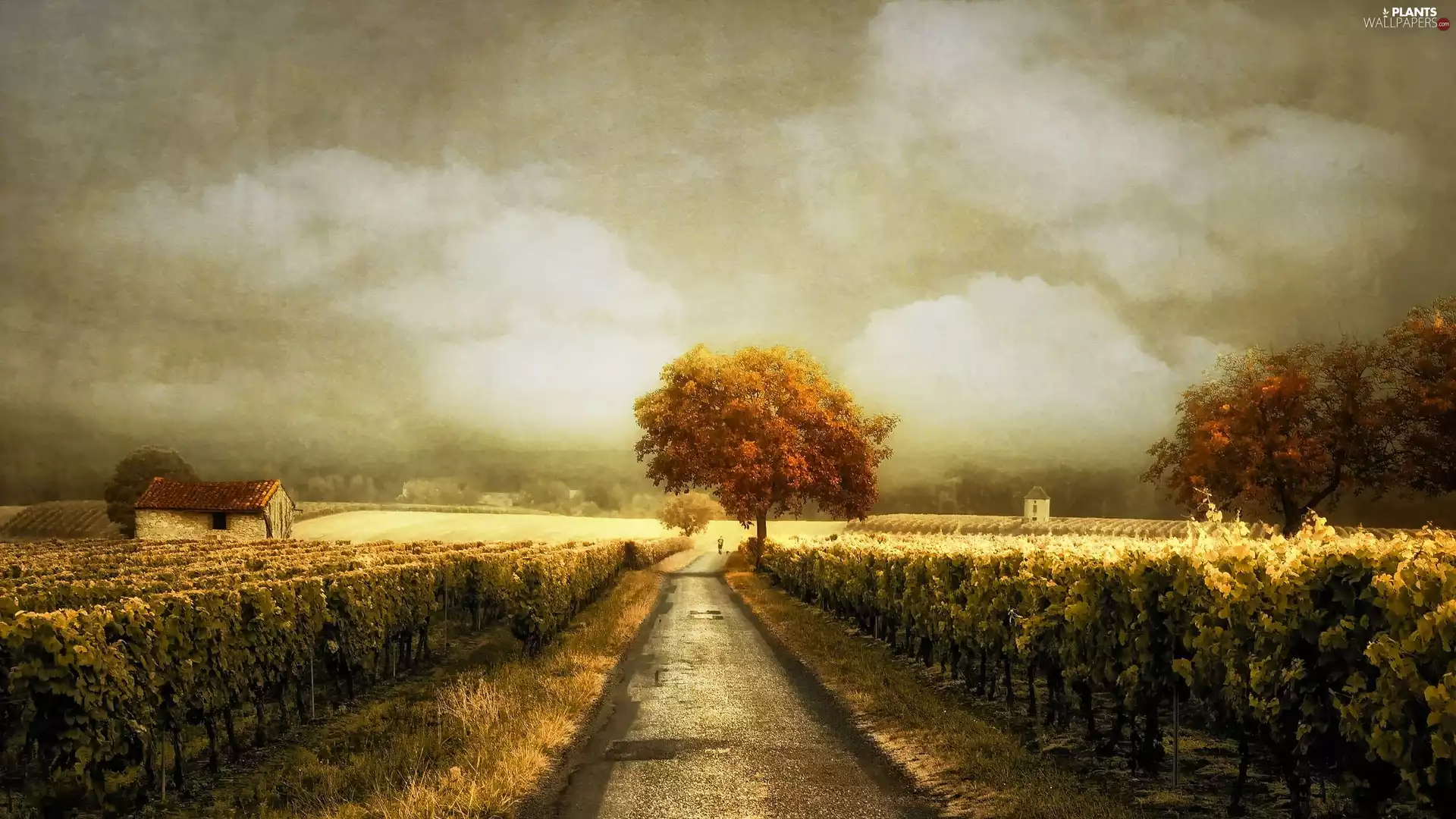 Way, cultivated, trees, vineyard, field, Houses, viewes