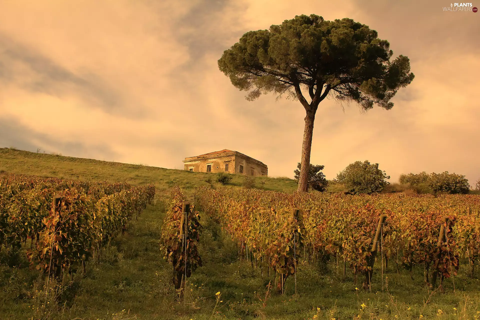 Field, vineyard, trees, Bush, house
