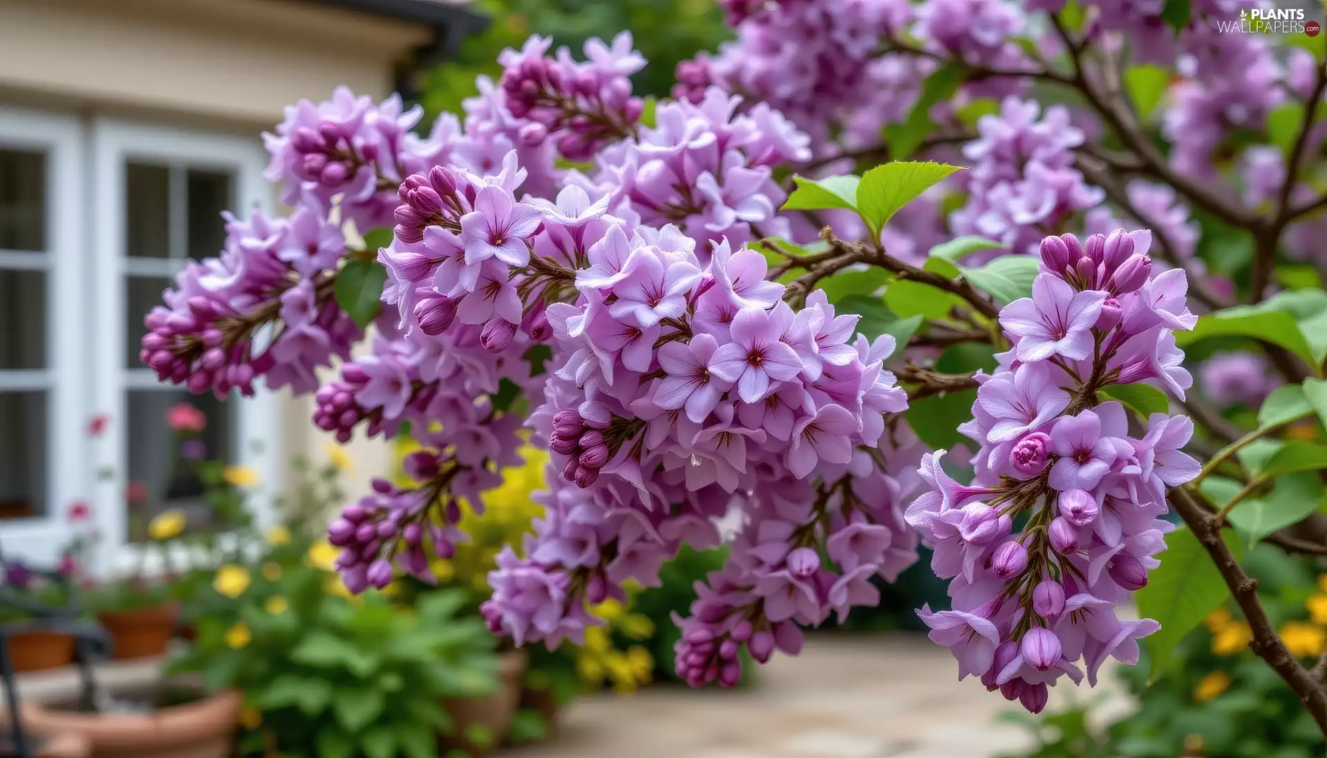 blooming, without, Syringa, Violet